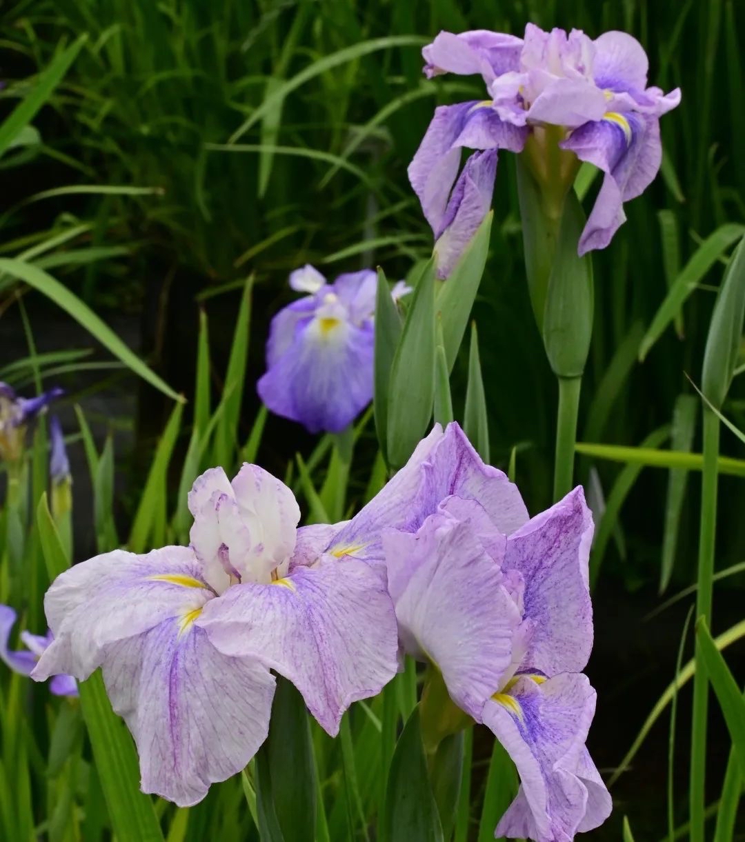 可在公园湿地成群种植,或种植于水塘石隙间,绿叶与