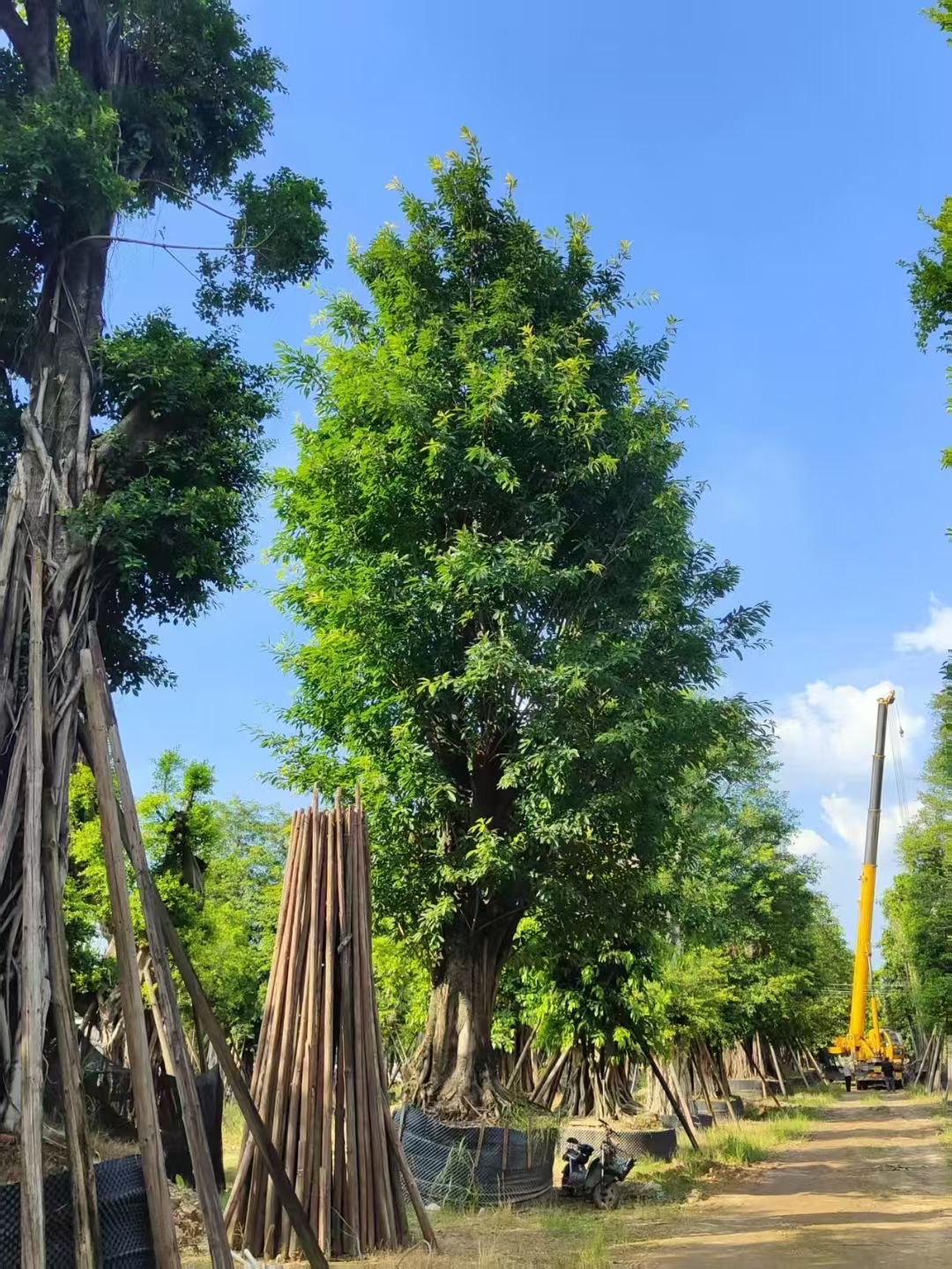 大叶榕树茎干粗壮,树形奇特