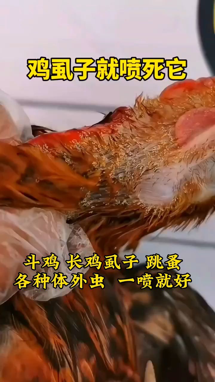 斗鸡长鸡虱子跳蚤各种体外虫一喷就好