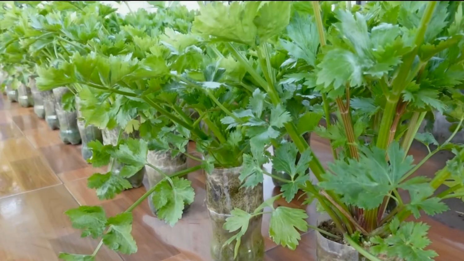 不需要花园,在家种植芹菜非常容易