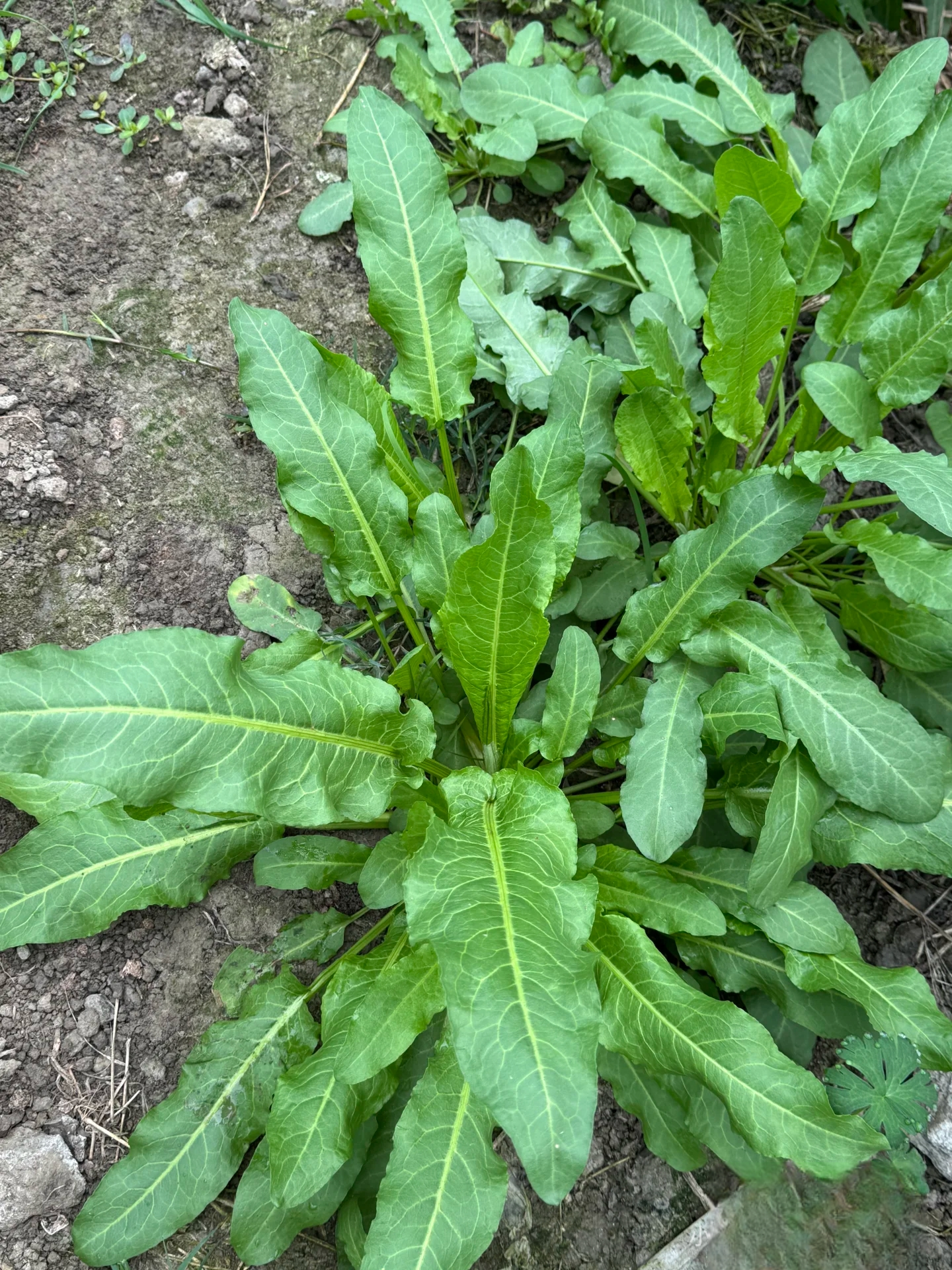 今天下地干活,瞅见一种草,问了才晓得叫野菠菜.这名字真怪,难道能吃?