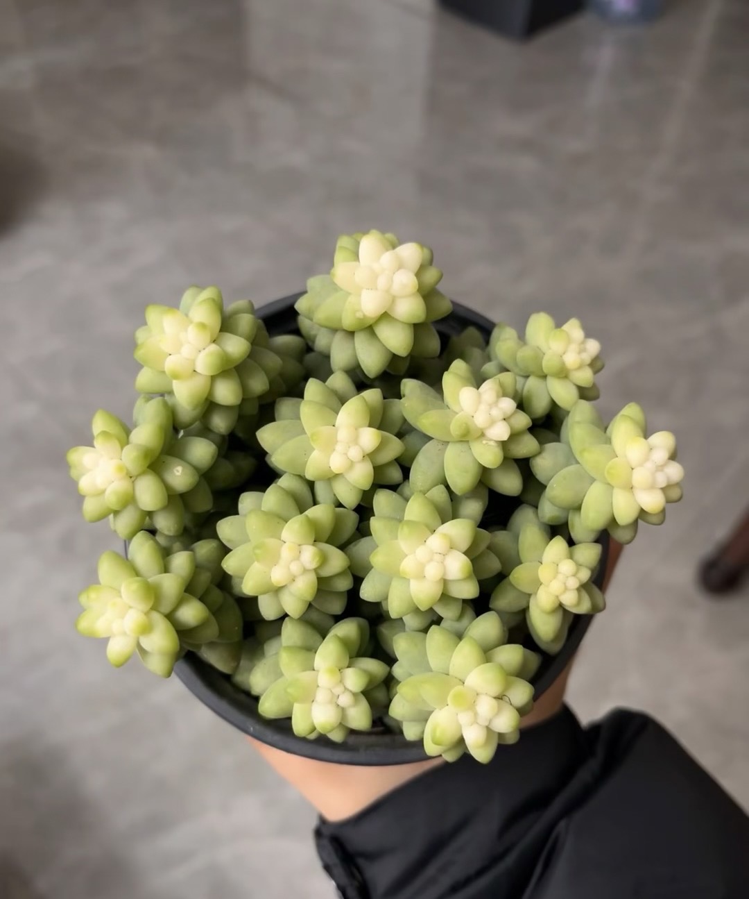 圆润饱满的叶片,像是一颗颗精心雕琢的绿宝石,簇拥成可爱的小花形状