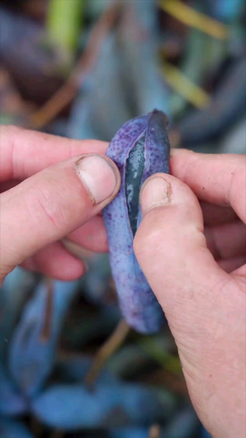 奇葩的水果,你见过几种,哪个是你的最爱?这野果子有认识的吗?