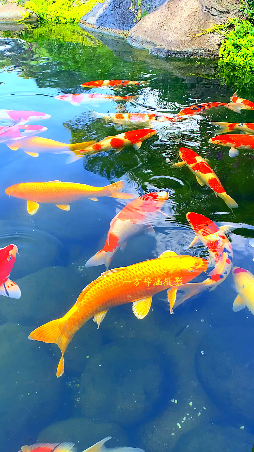 水生财 鱼为灵 祝你好运连连 步步高升