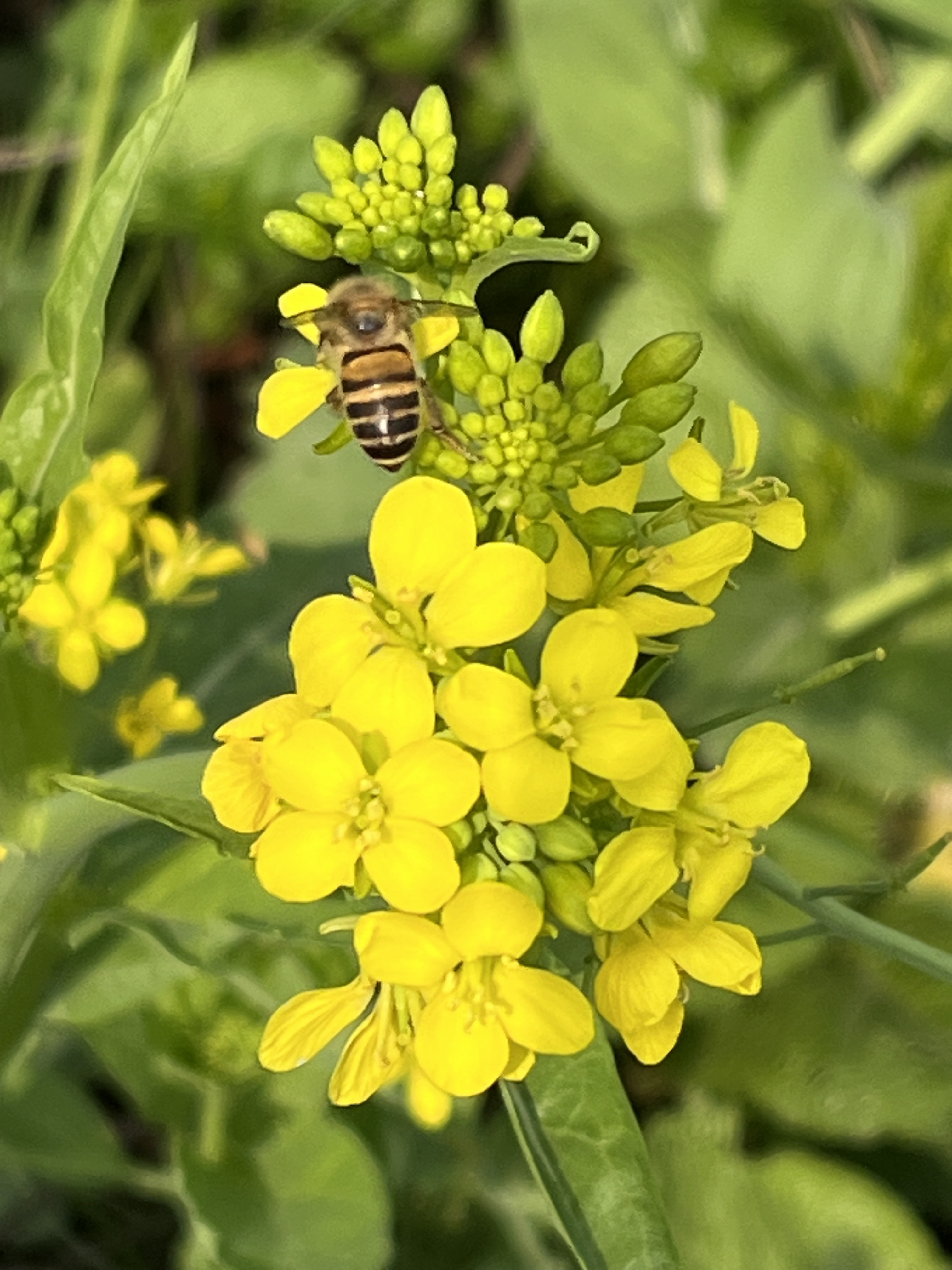 花图片蜜蜂与花朵图片蜜蜂采花粉蜜蜂和花朵花 蜜蜂十字花花朵蜜蜂