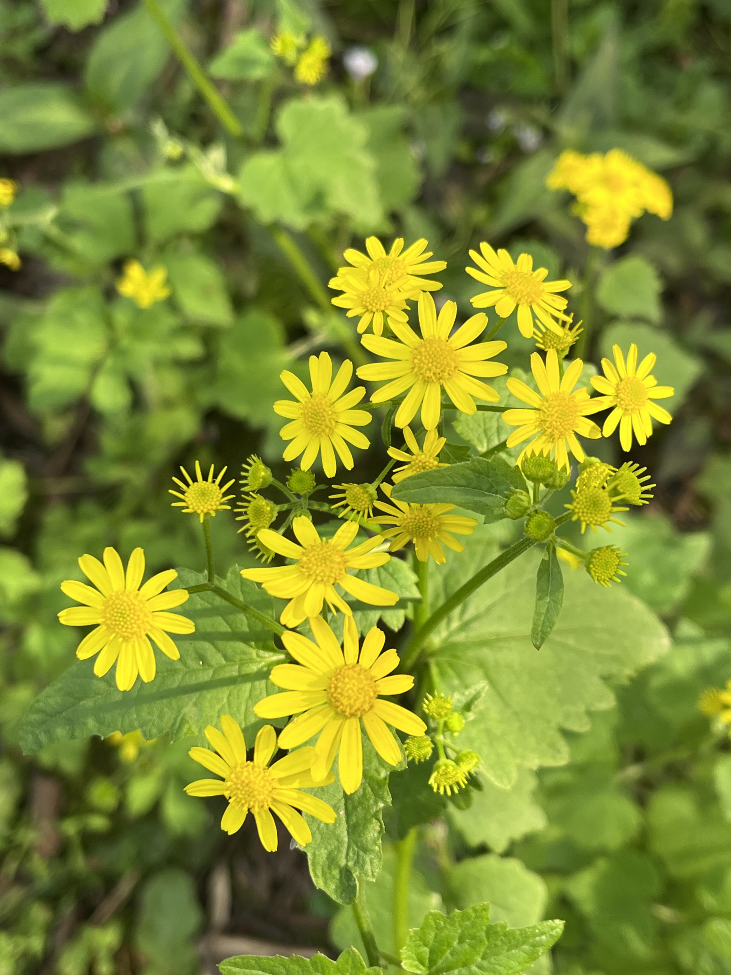 这种小黄花名字很土,叫蒲儿根.它是菊科植物,也算是一种小野菊了