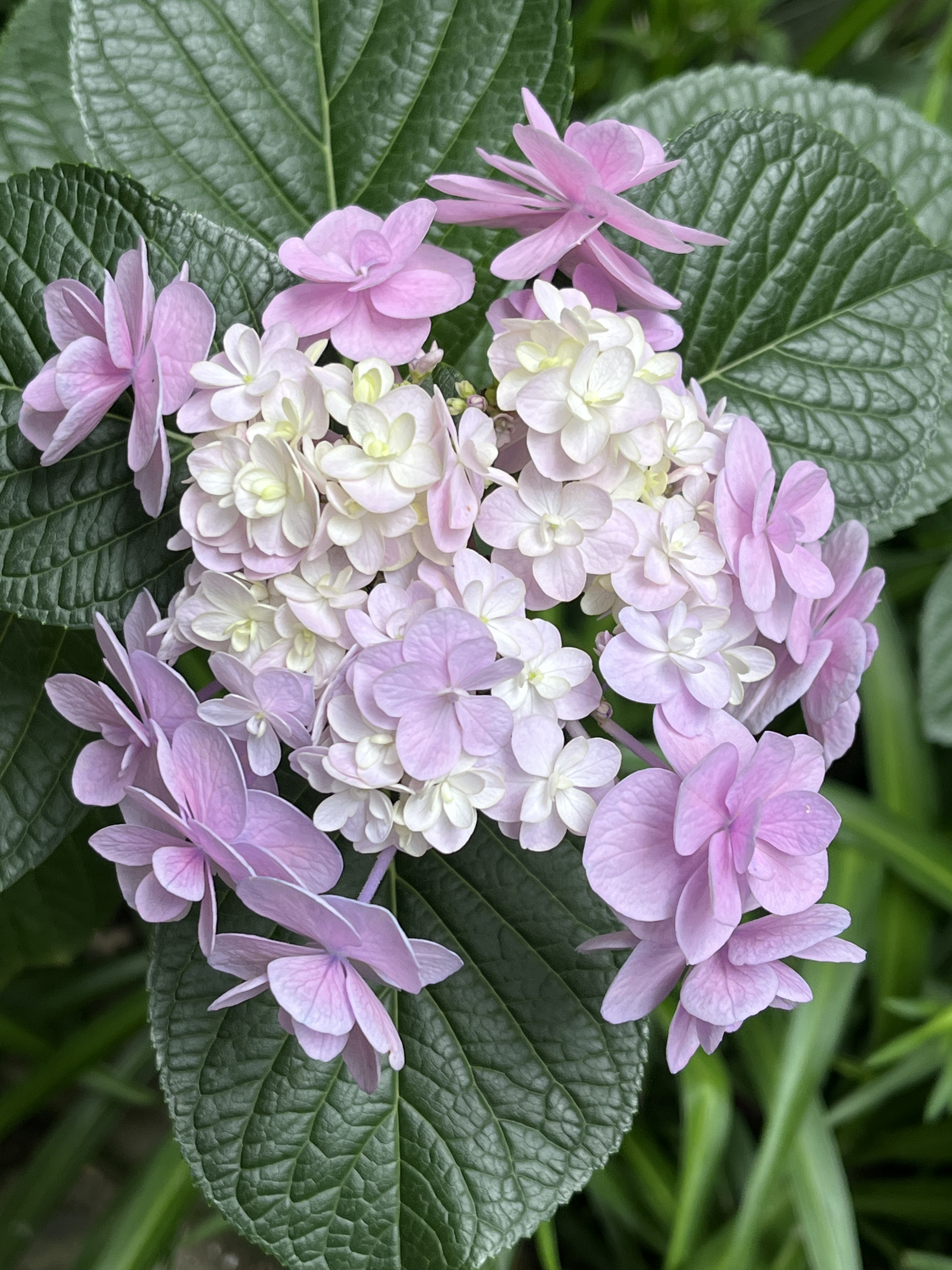 绣球,花中有花,一个大花球包含数不清的小花,至少上百个