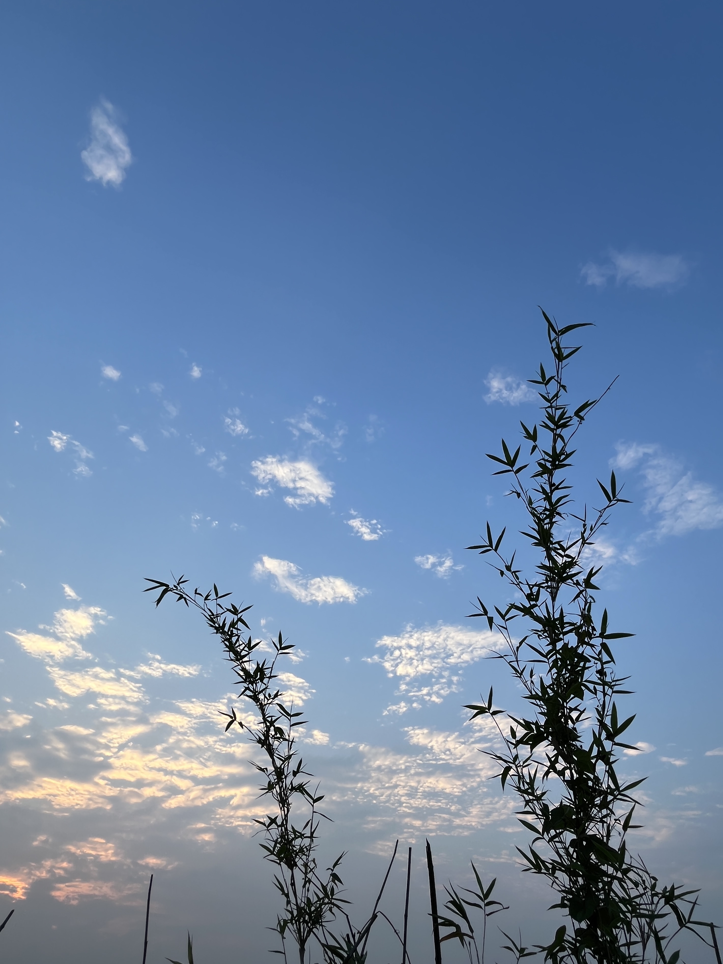 早上的天空有云霞,雨后银杏叶上的水珠带着清凉