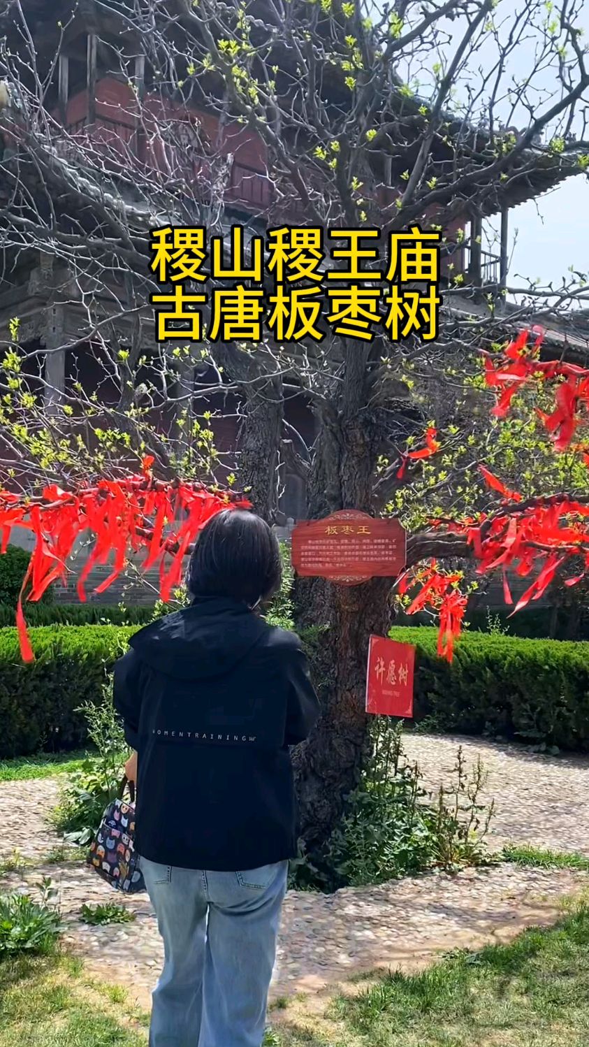 山西稷山稷王庙,千年古唐板枣树,祈愿万事顺达!