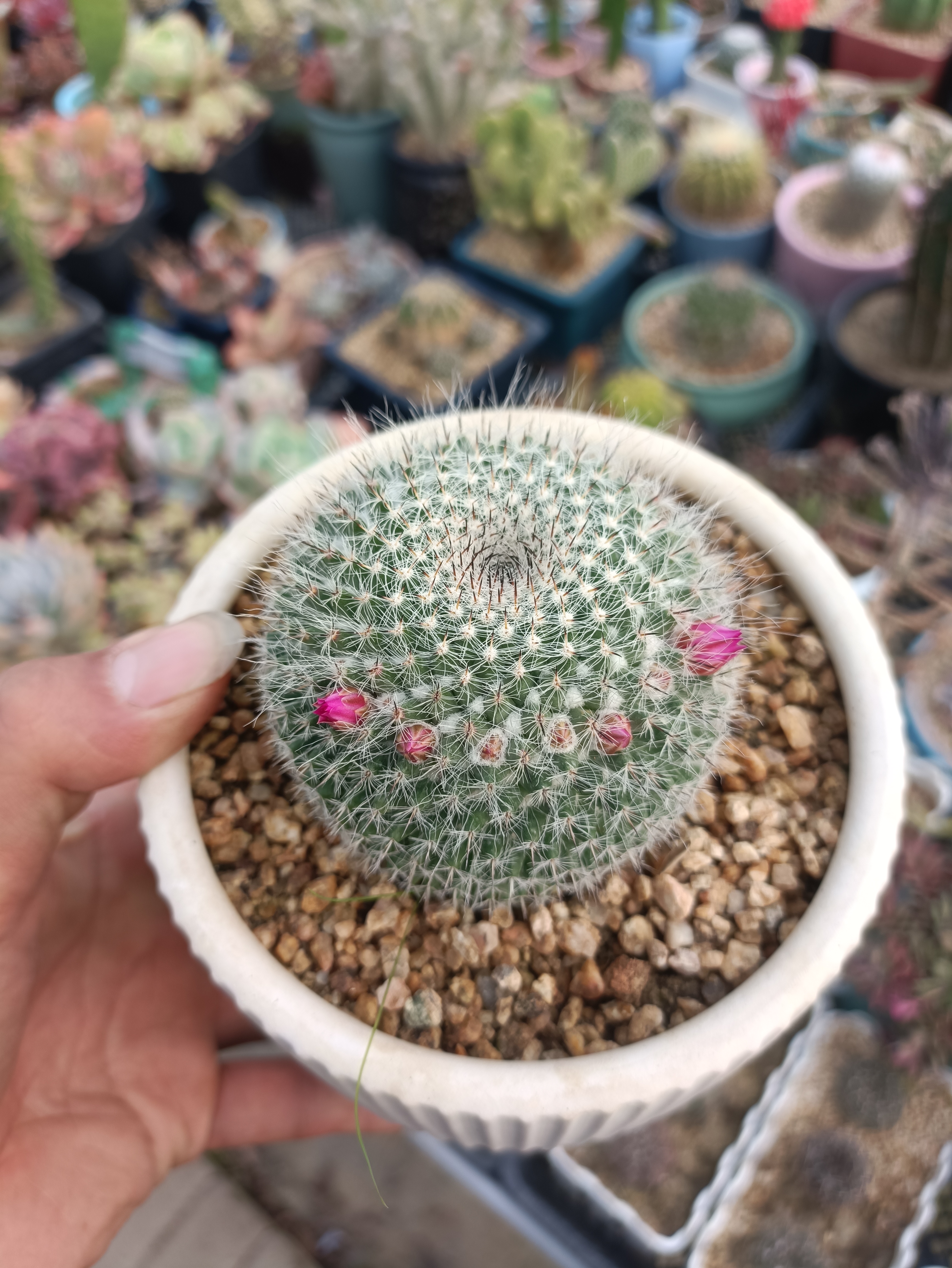 我的玉翁一直都是冬季前后开花,跟理论上6月份左右开花有出入