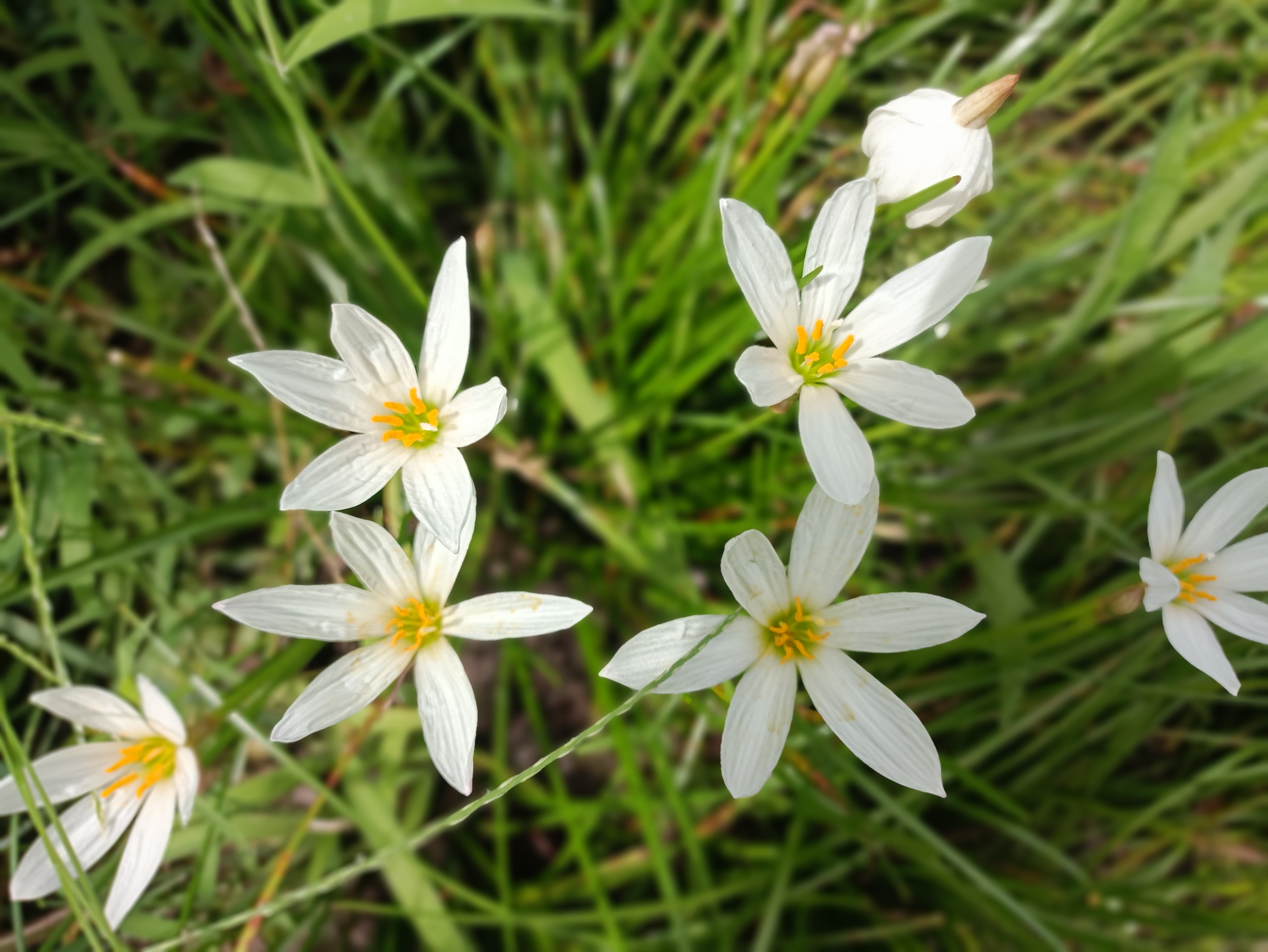 葱兰,非常适合作为花园地被植物的一种种球花卉