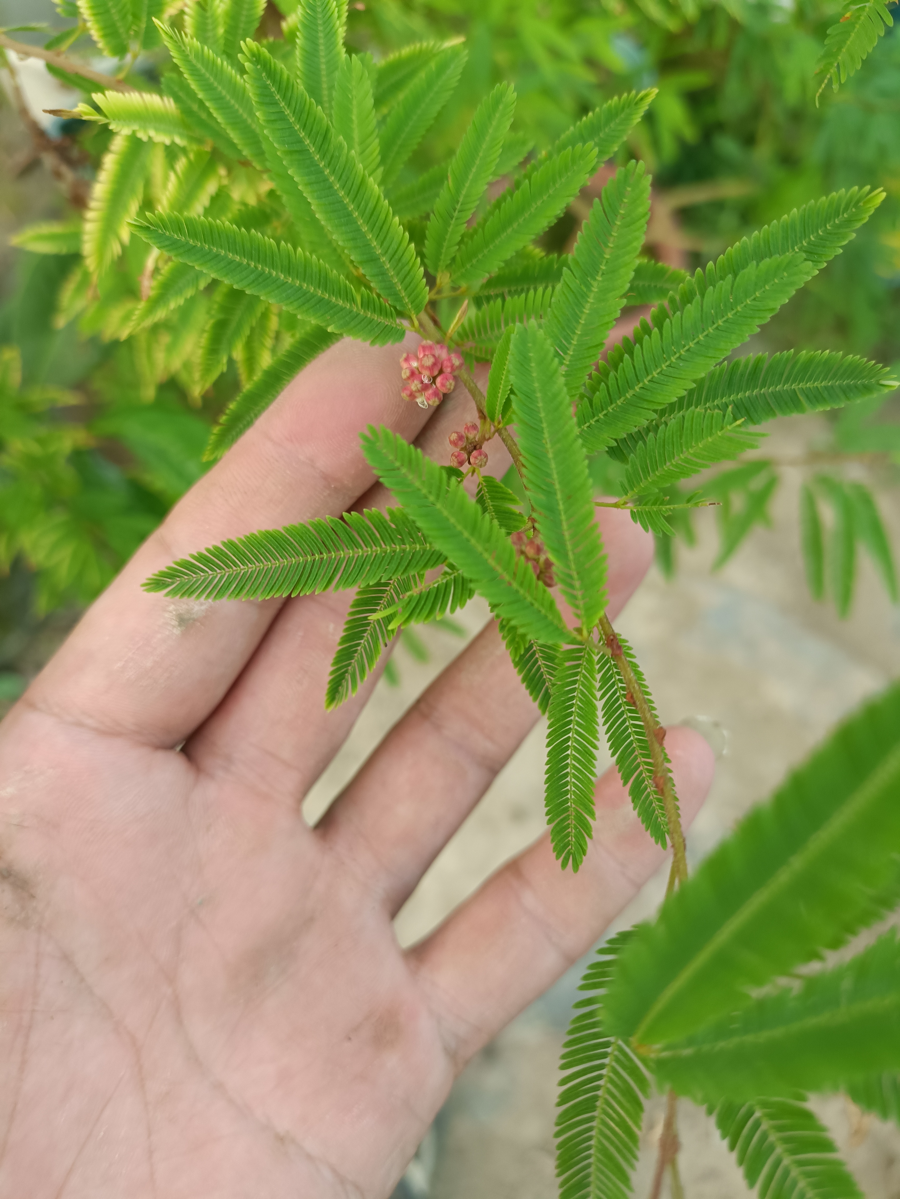 四季香水合欢,开花确实比较勤快,春天买到现在,开花一波接着一波,而且