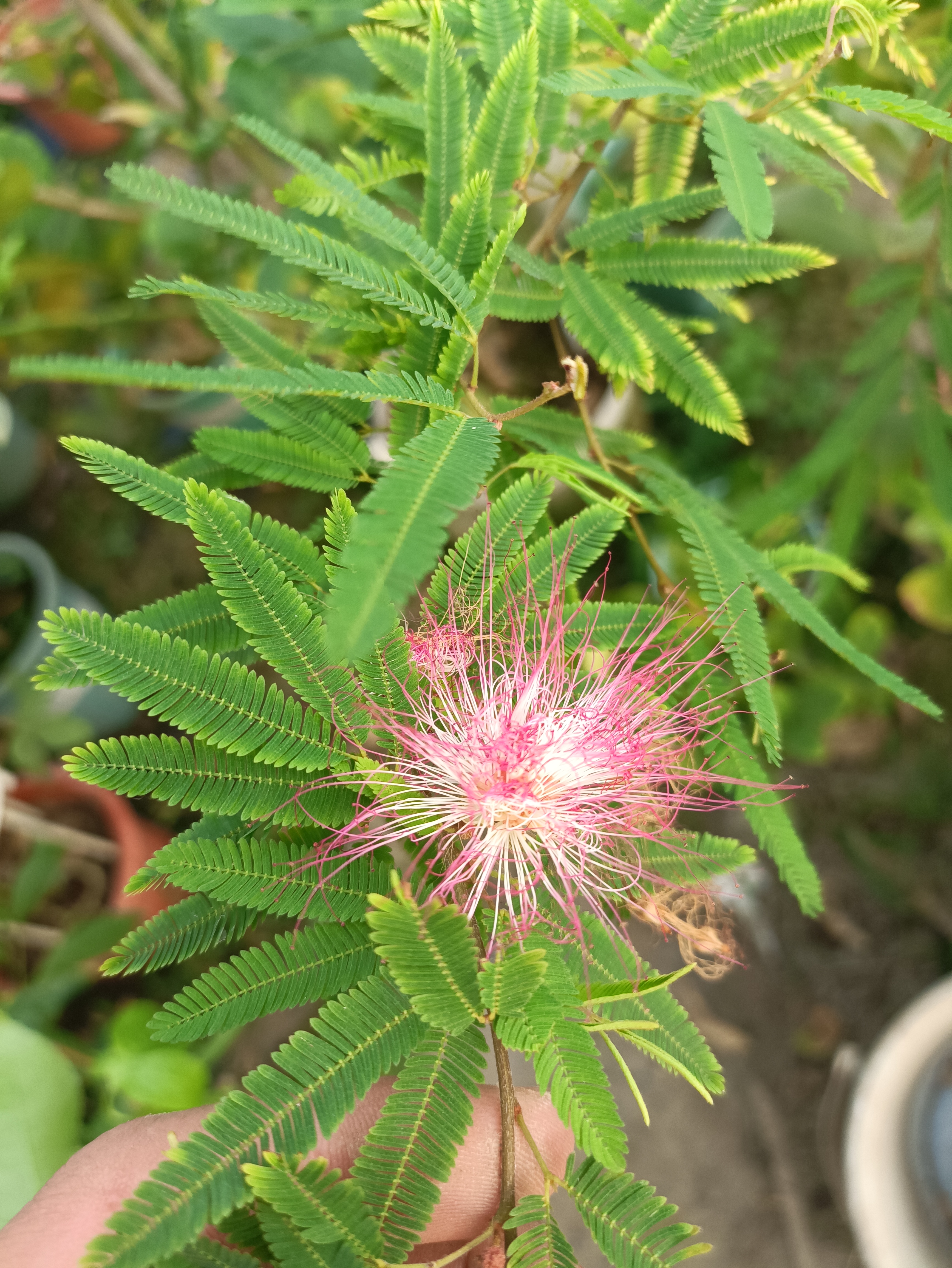 四季香水合欢,开花确实比较勤快,春天买到现在,开花一波接着一波,而且