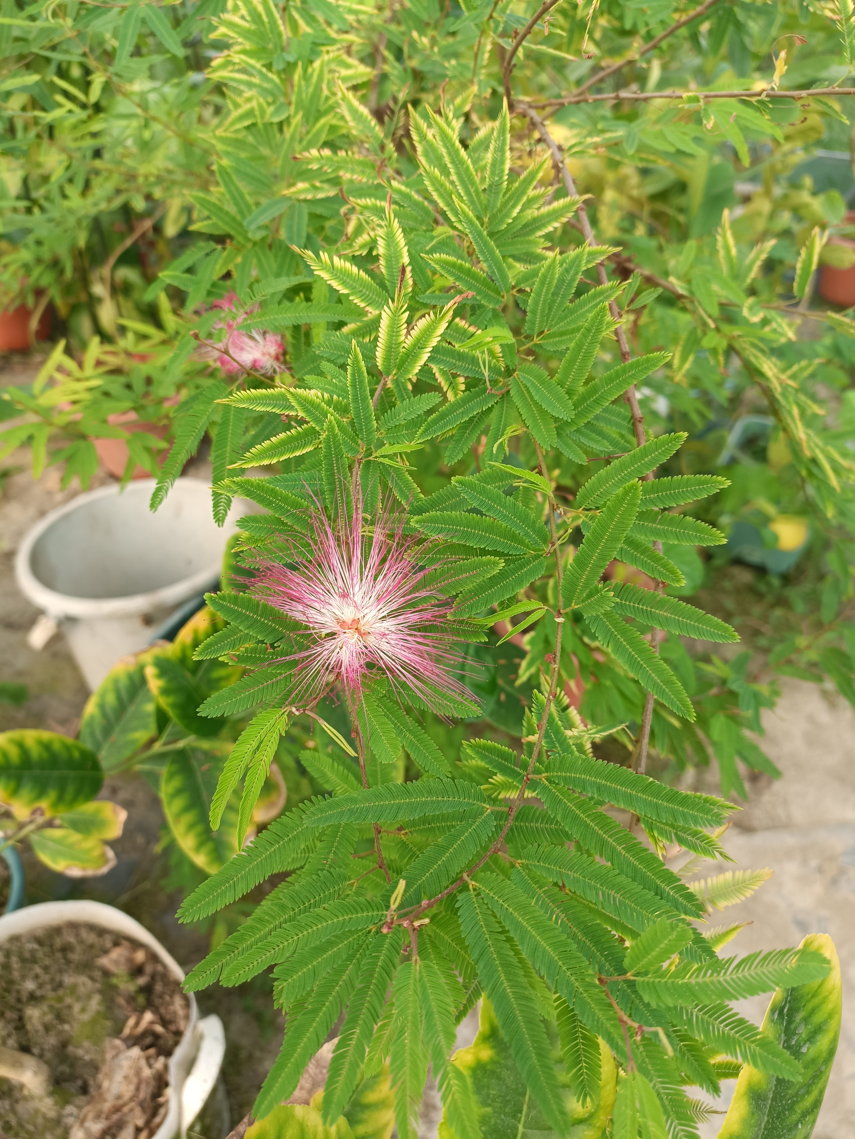 四季香水合欢,开花确实比较勤快,春天买到现在,开花一波接着一波,而且