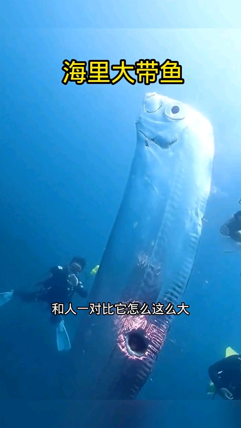 海里的大带鱼,有认识的吗