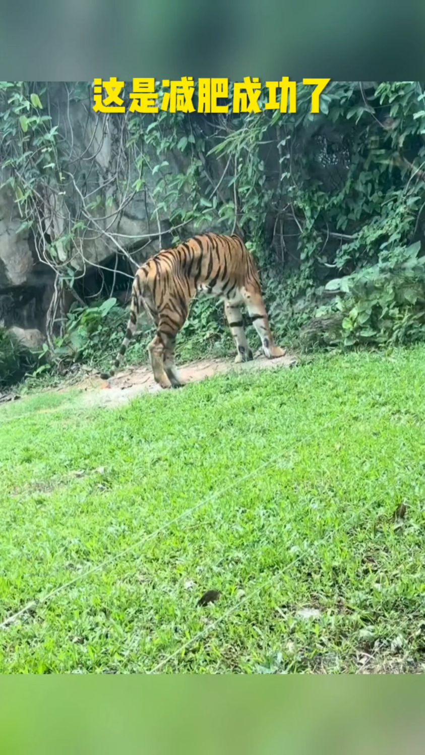 这老虎是减肥成功了么,瘦的只剩骨头了