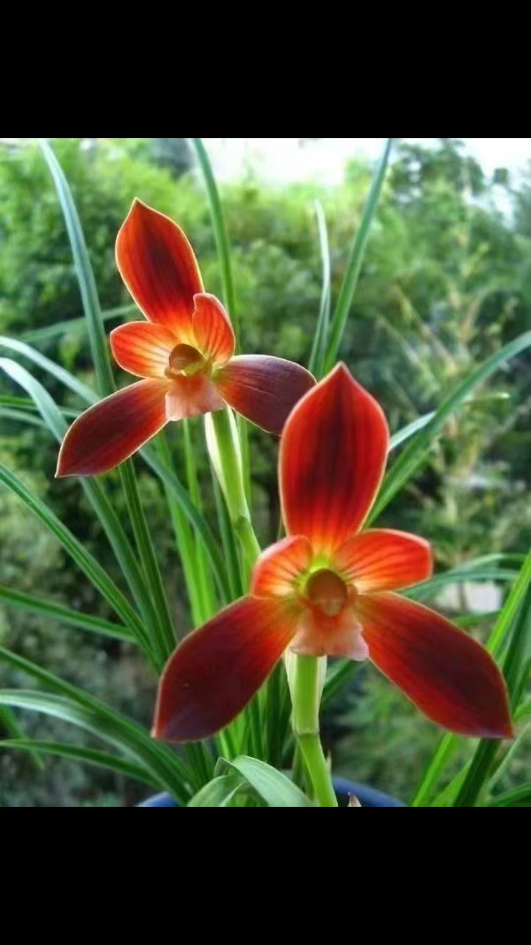 豆瓣兰红河红,梓萱国兰优质种苗远嫁啦!