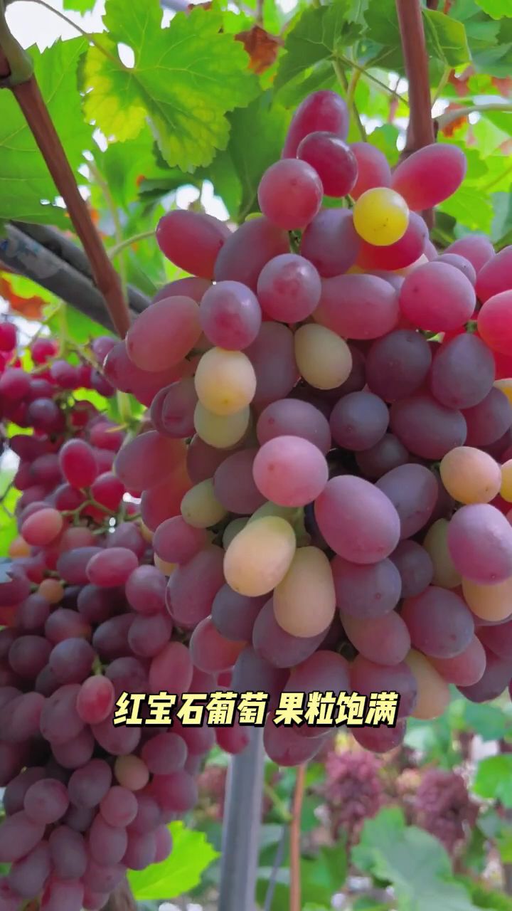 红宝石葡萄 果粒饱满个大,甘甜多汁#葡萄 #优质农产品