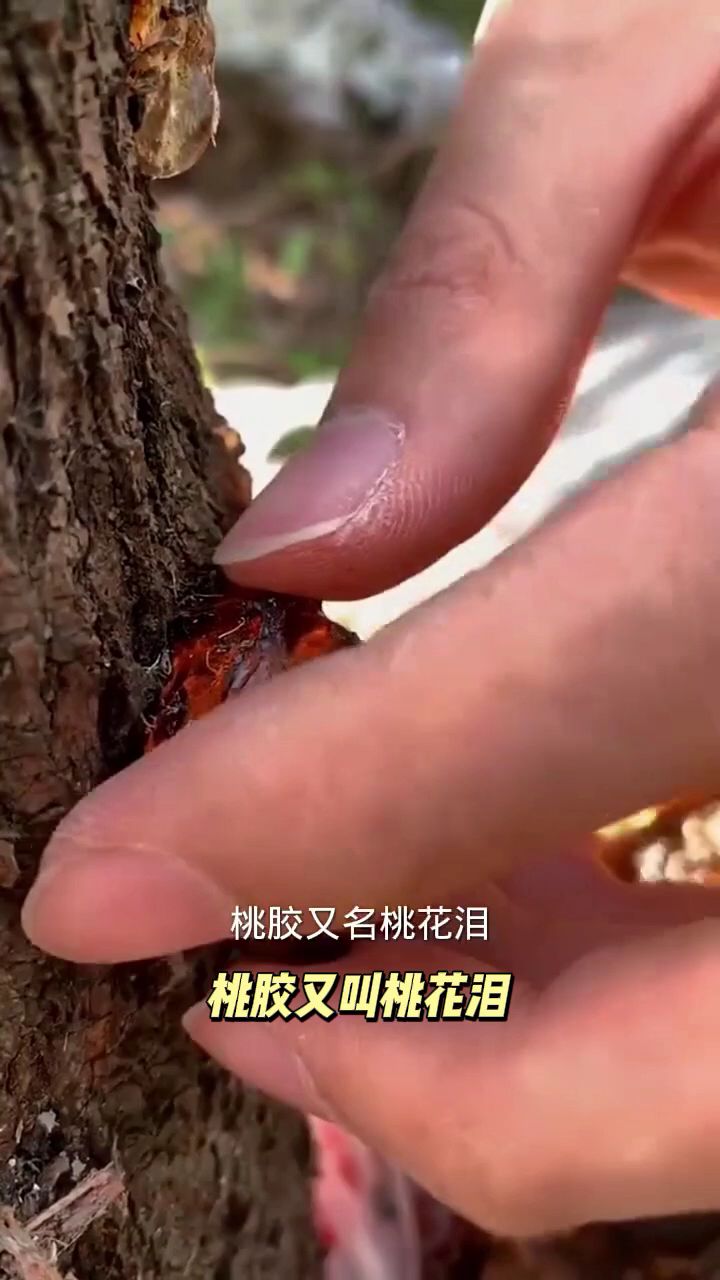 桃胶又称桃泪,是桃树树皮分泌的红棕色或黄褐色胶状物质桃胶
