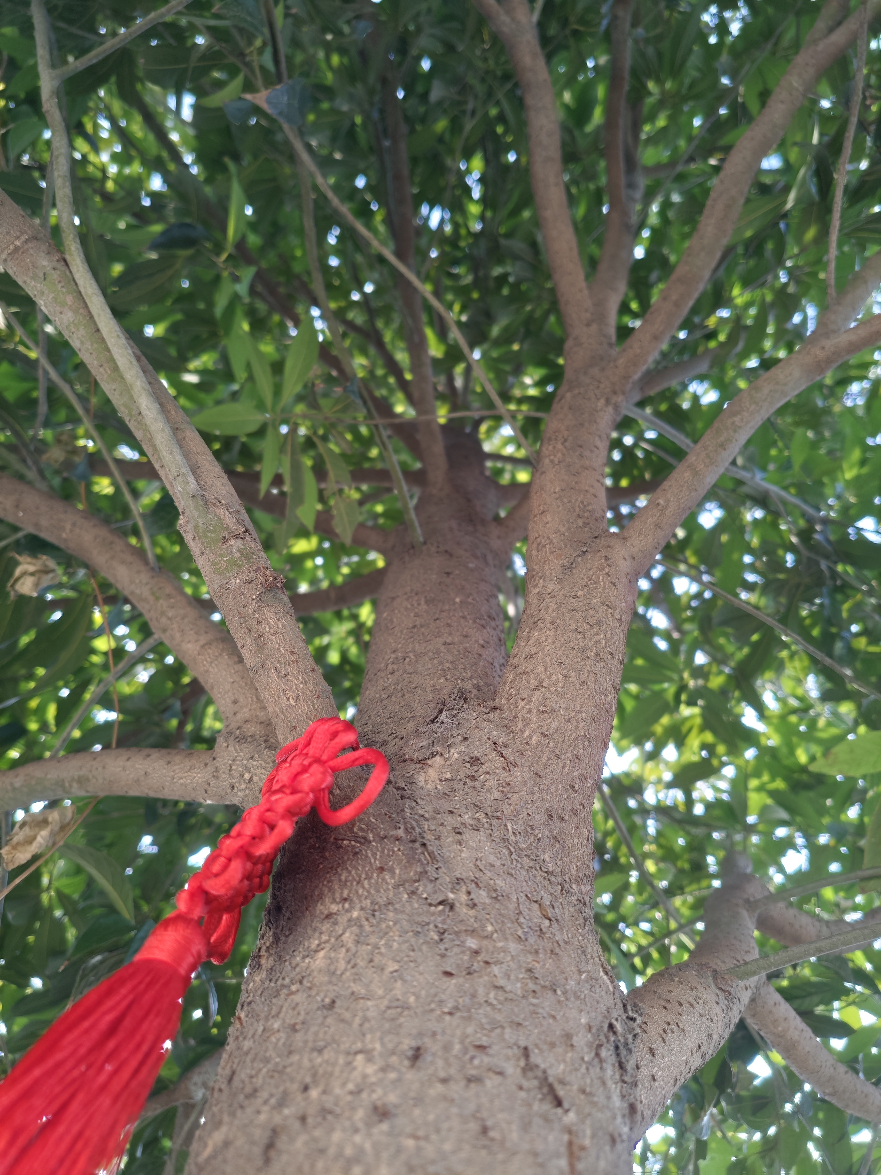 这是我见过最好的回答,没有之一: 因为老家地下埋