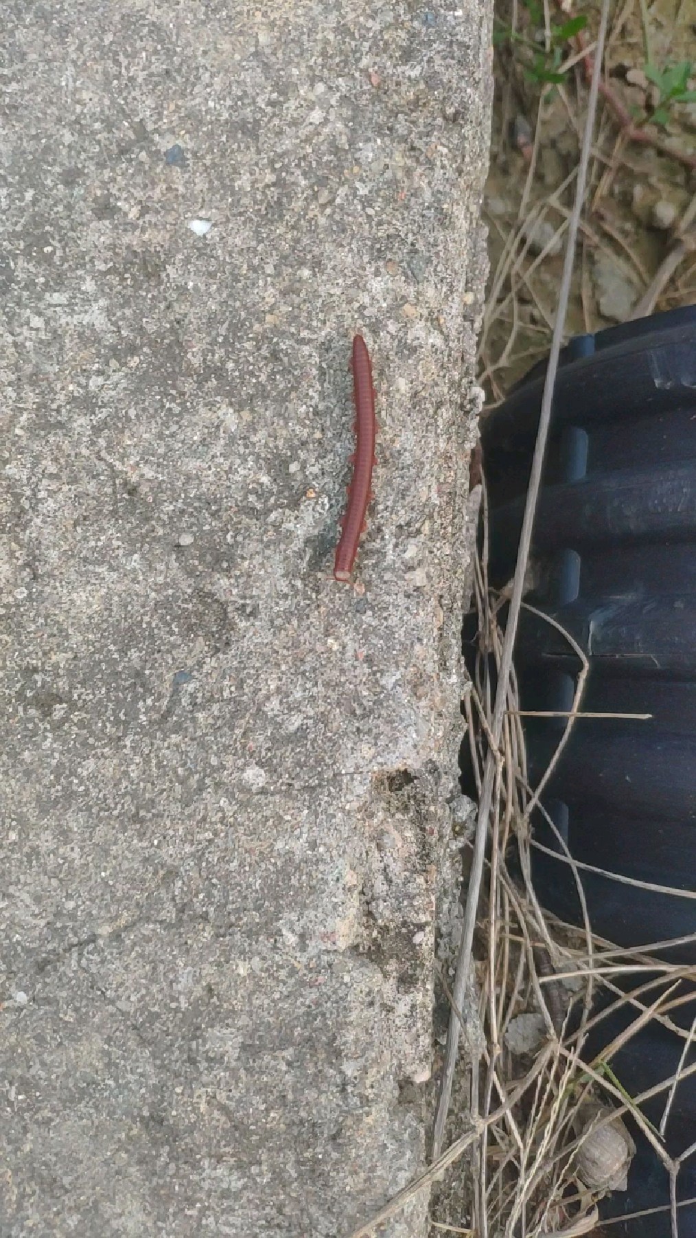 这个是什么虫呢?今天在公园的地上看到好多,有点吓人