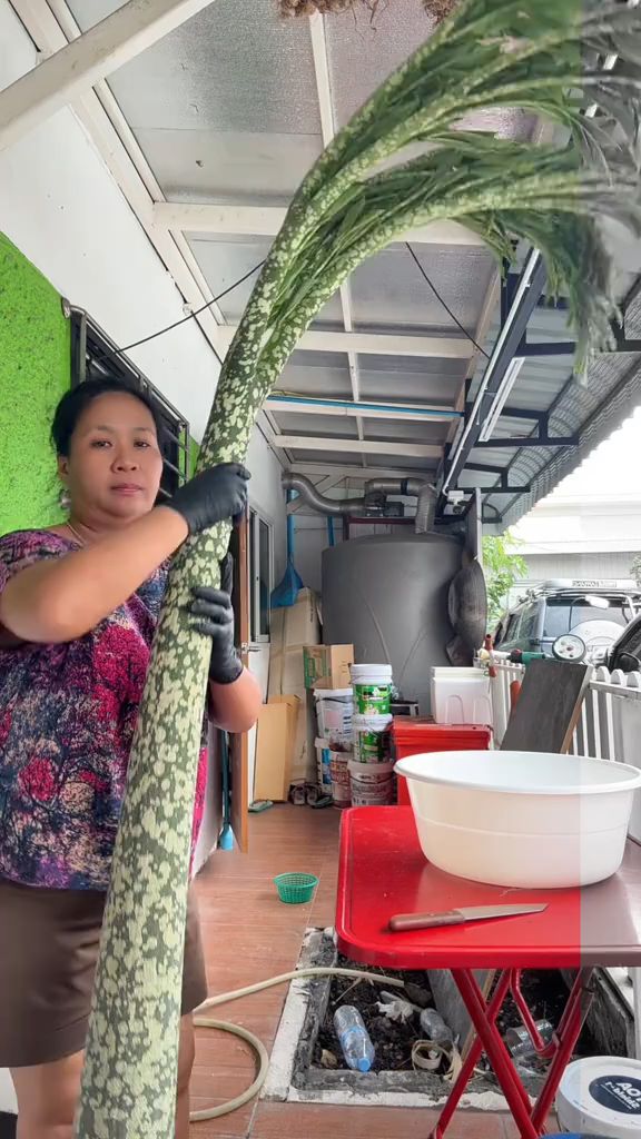 有谁吃过魔芋杆筋