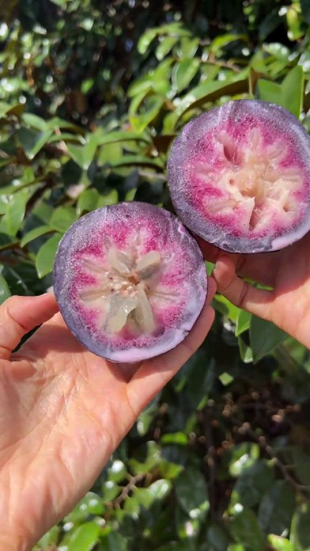 星苹果又名牛奶果金星果