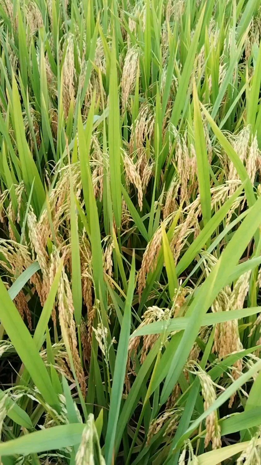 水稻快丰收了,夏天的田野