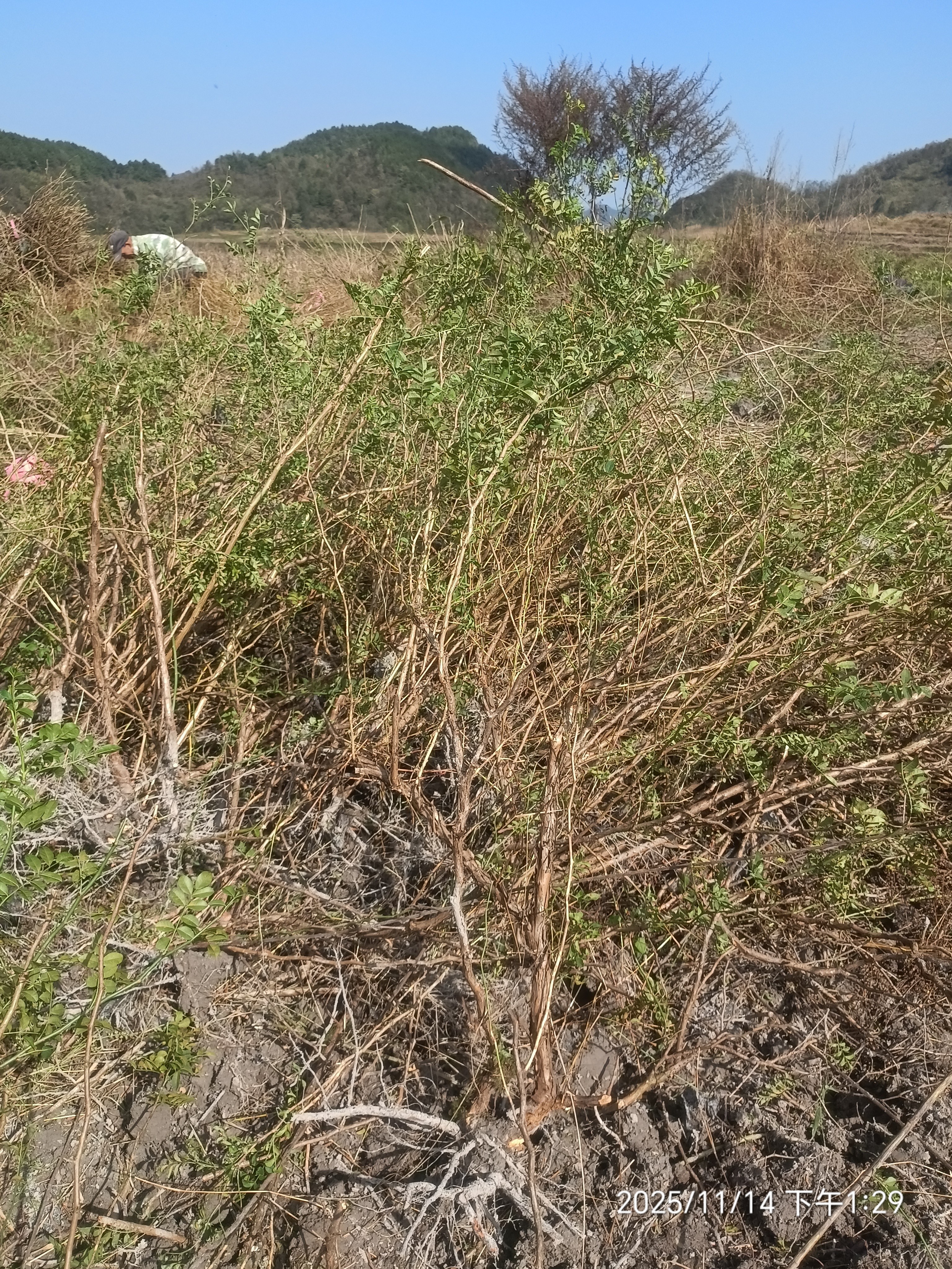 刺梨苗批发价格查询