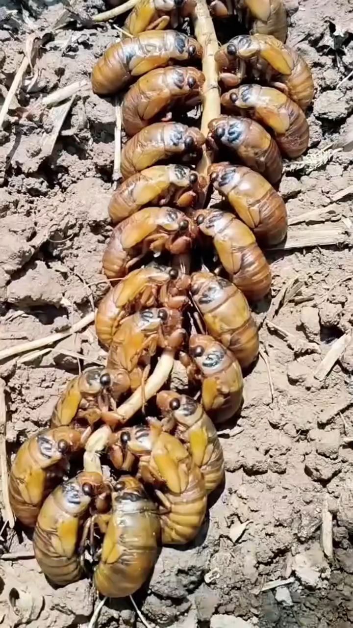 金蝉养殖条件与种植方法
