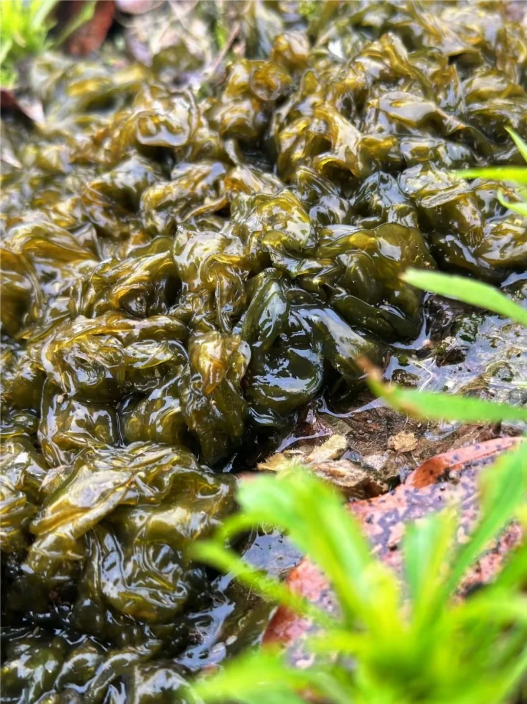 地木耳学名 "普通念珠藻",民间俗称地皮菜, 因长相与木耳极为相似