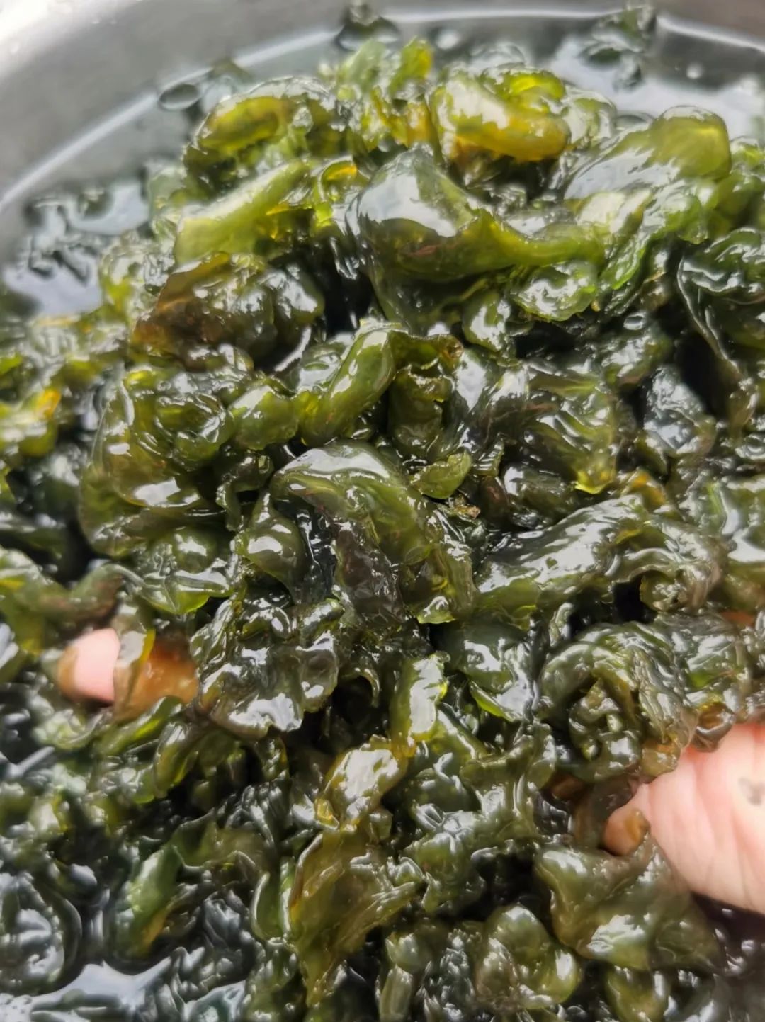 地木耳学名 "普通念珠藻",民间俗称地皮菜, 因长相与木耳极为相似