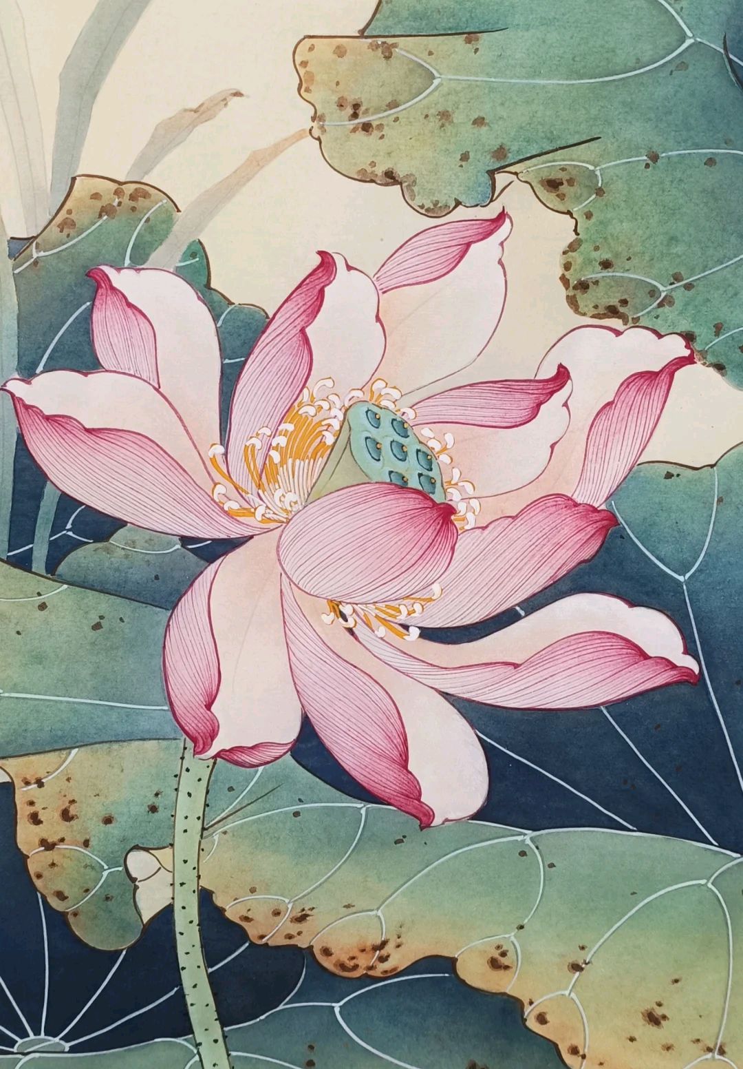 国画荷花图,附线稿,精彩!