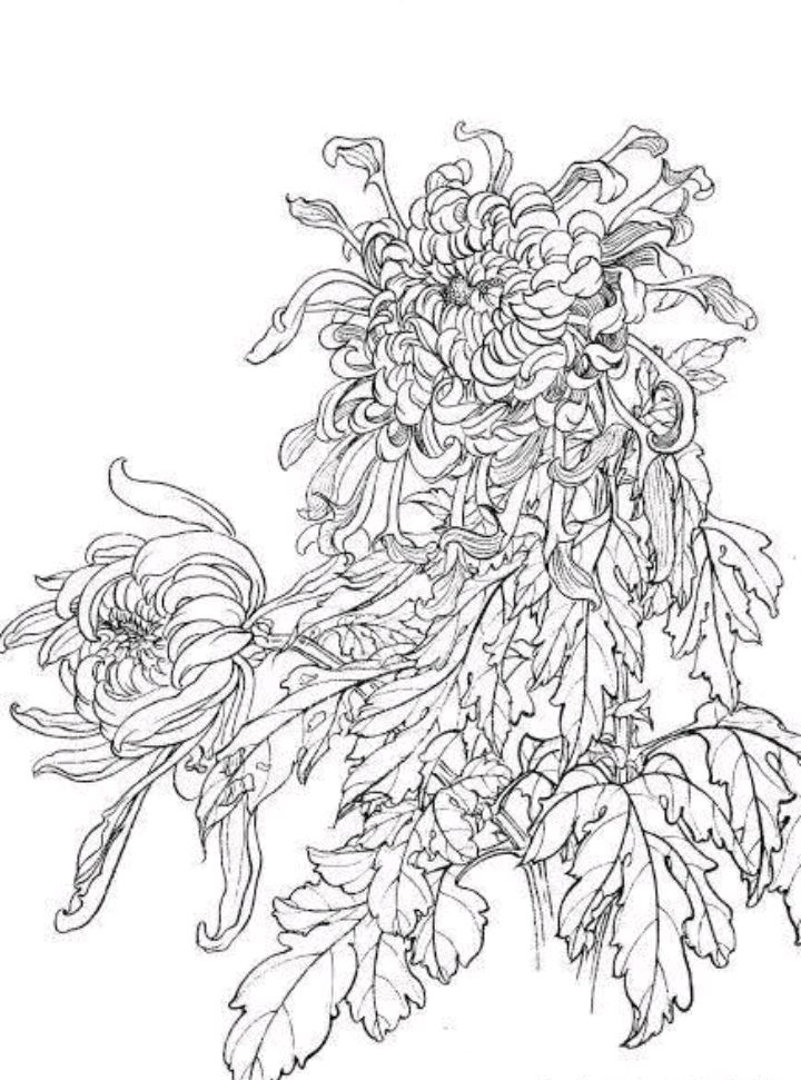 经典菊花白描稿,收藏起来,工笔写意都不发愁了