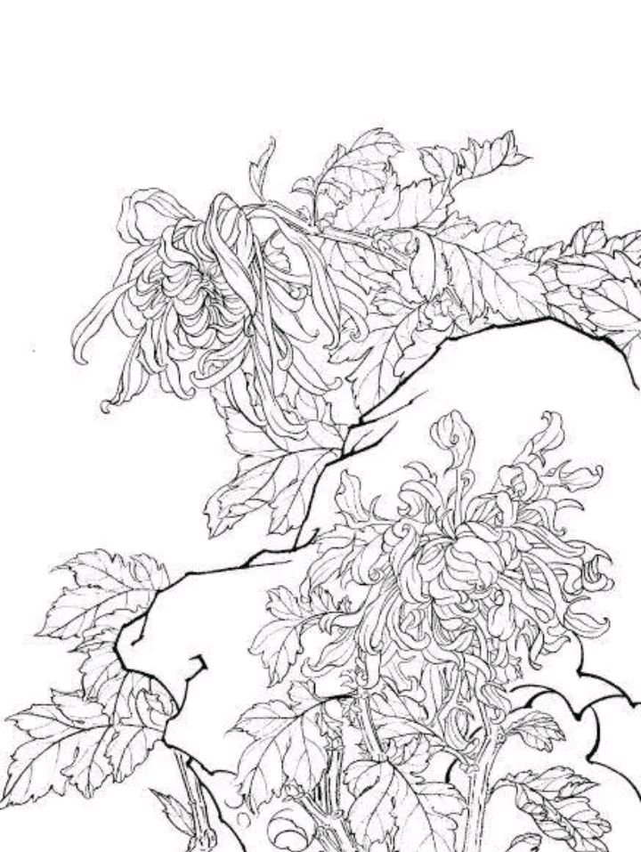 经典菊花白描稿,收藏起来,工笔写意都不发愁了