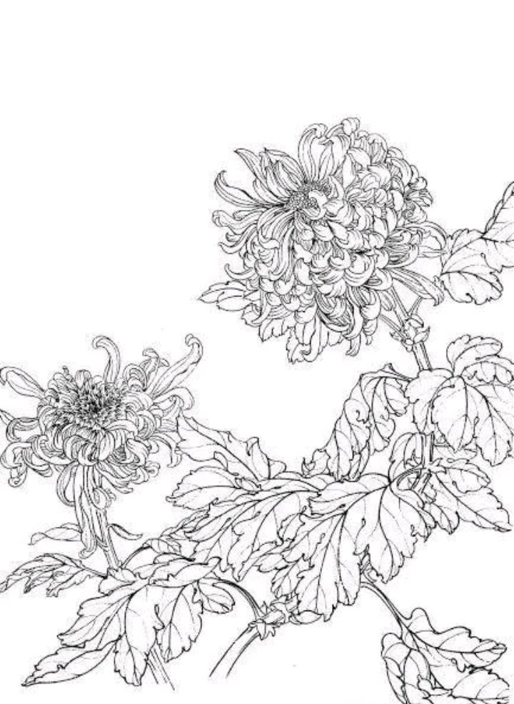经典菊花白描稿,收藏起来,工笔写意都不发愁了