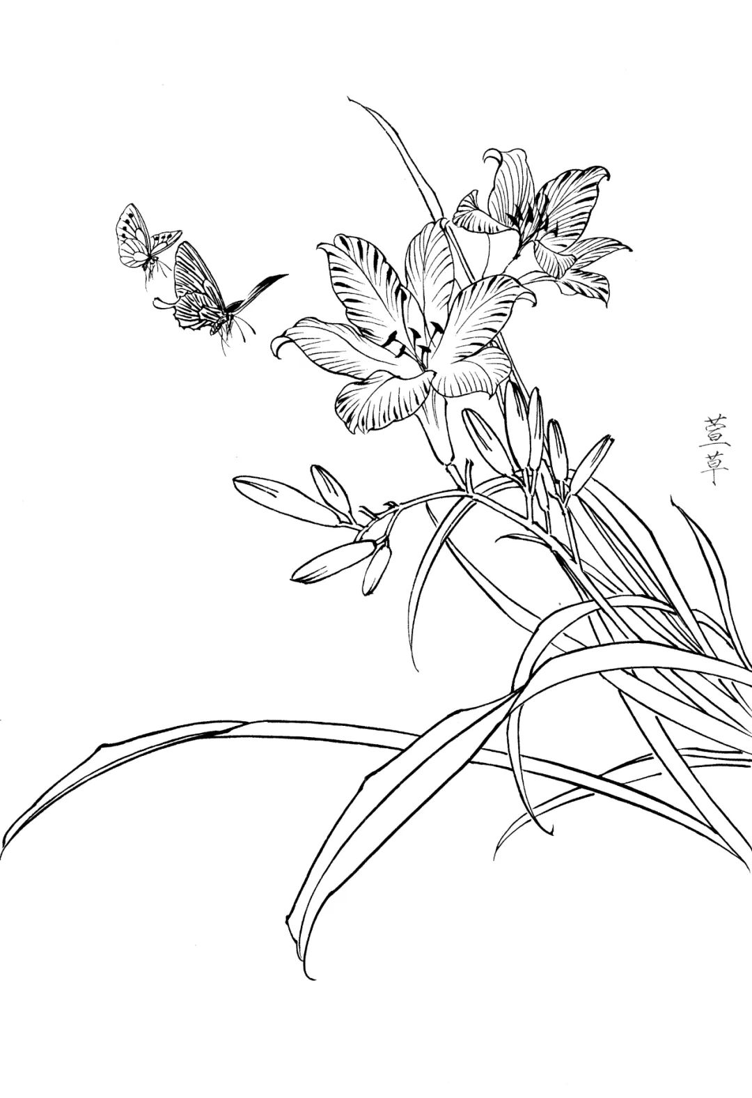 素材 | 一组工笔白描花卉9图 请收藏