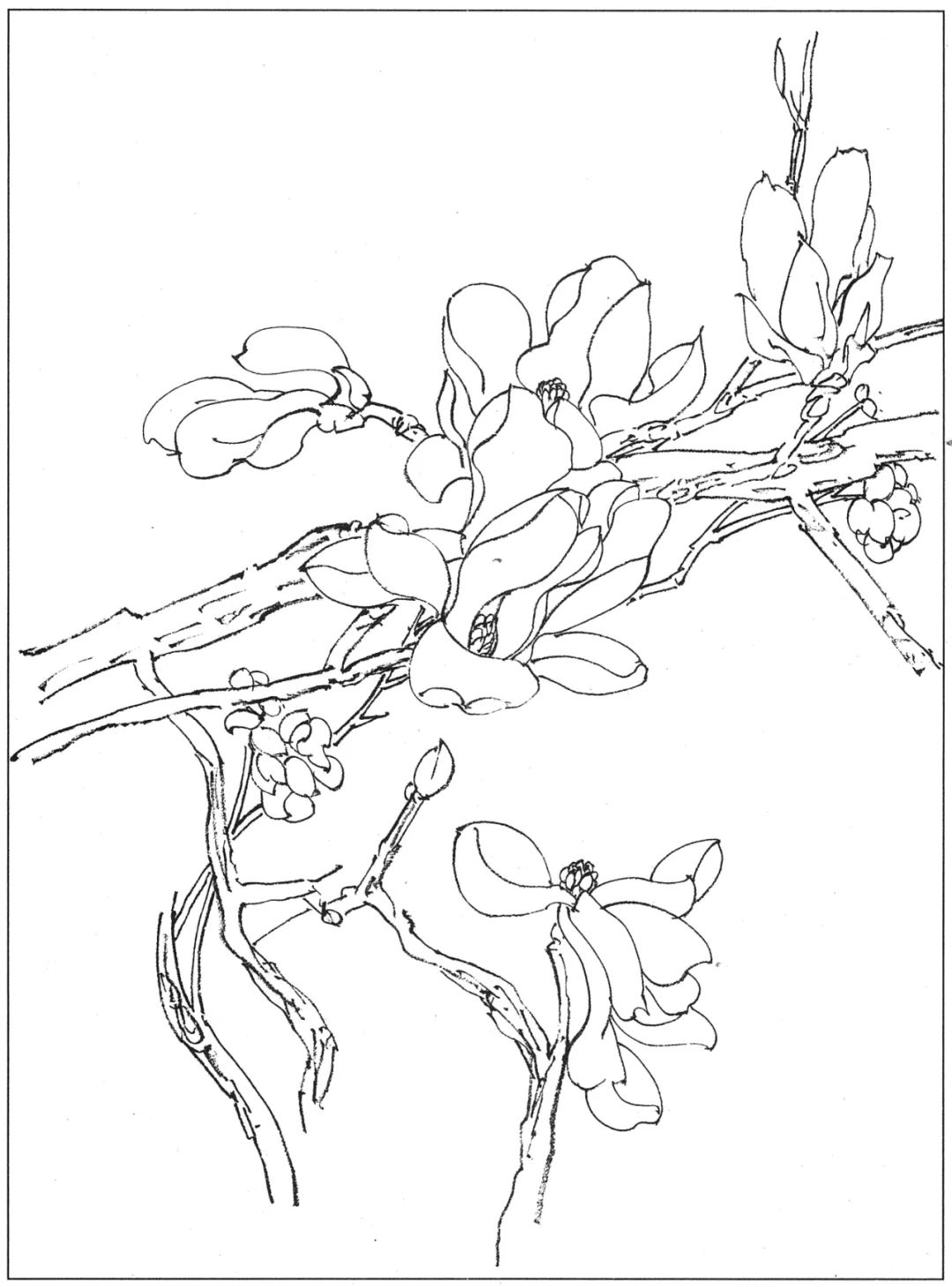 素材 | 一组玉兰花白描图