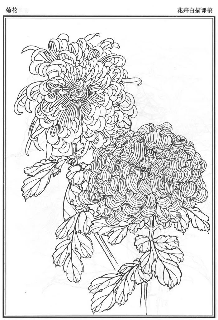素材 | 一组工笔花卉白描