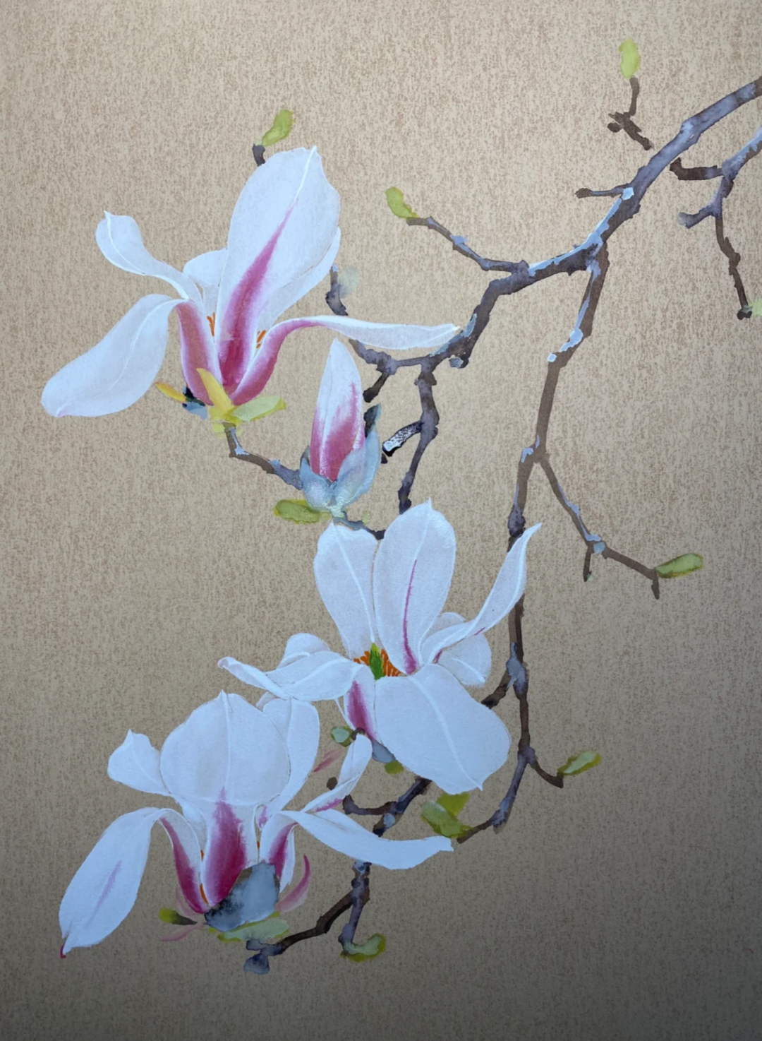 国画玉兰作品,美不胜收!