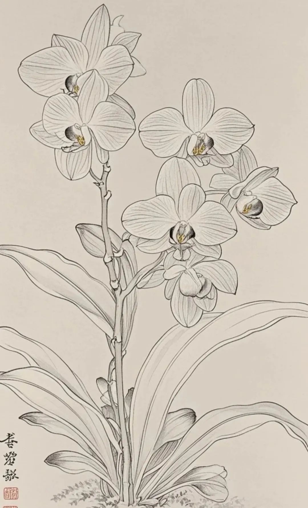 古风工笔画蝴蝶兰线稿来啦!快快来领取吧