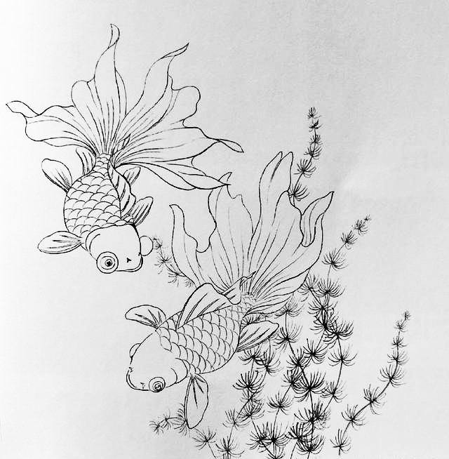 素材 | 金鱼鲤鱼白描图