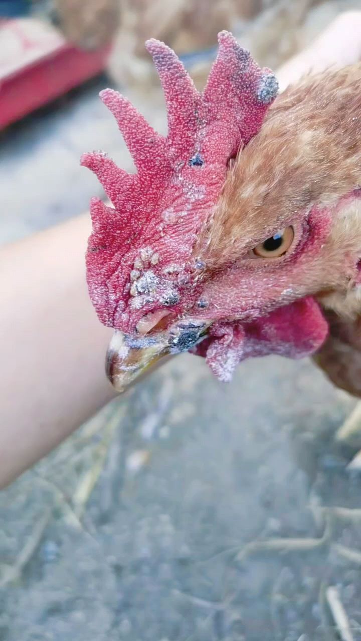 鸡痘太多怎么办啊