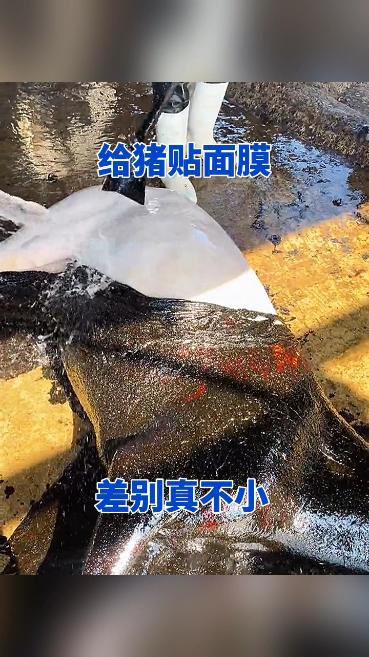 给猪贴面膜,差别真不小!