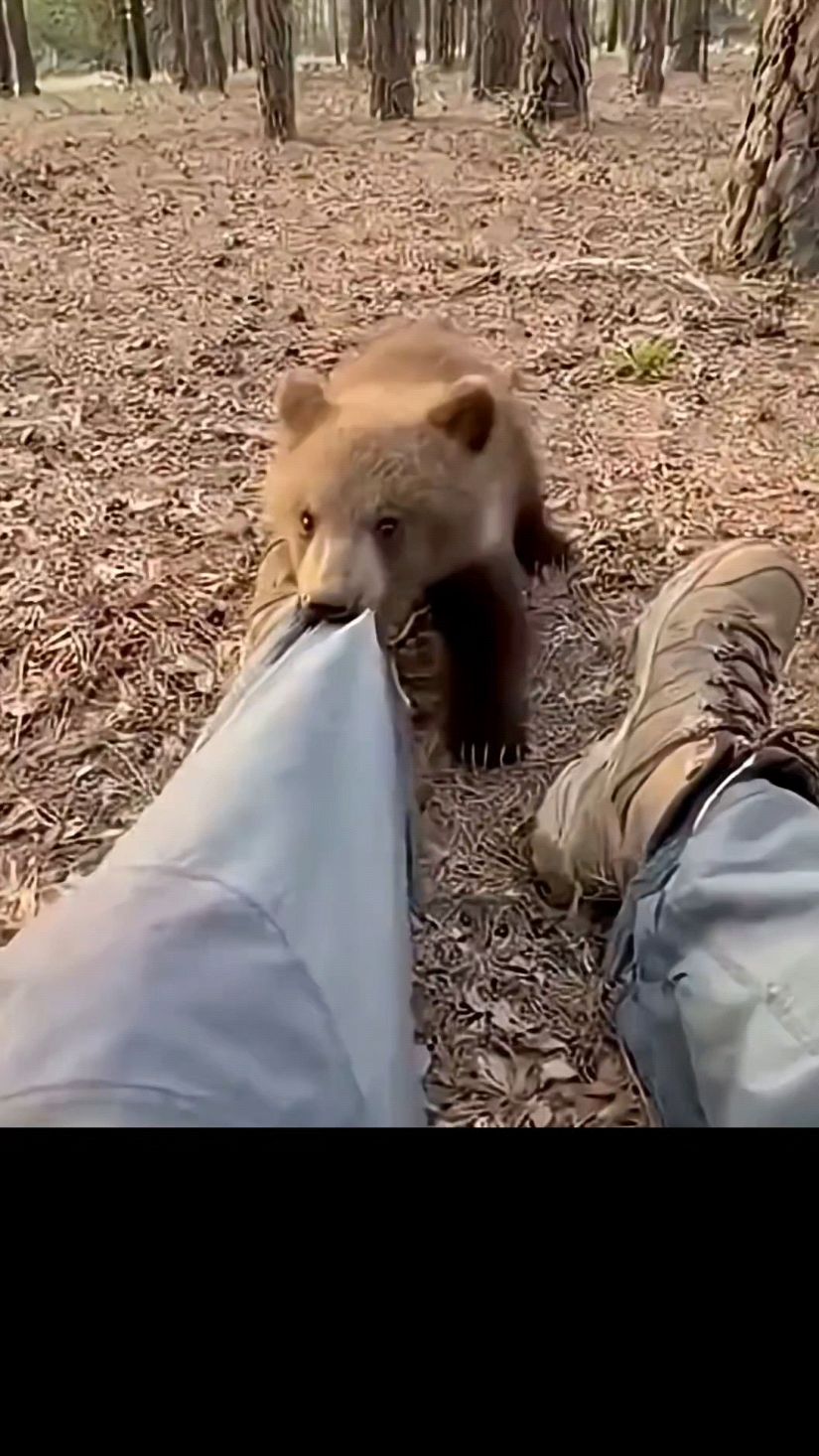 手机记录一只聪明的小熊～#正能量#万物皆有灵性 #神奇动物在抖音