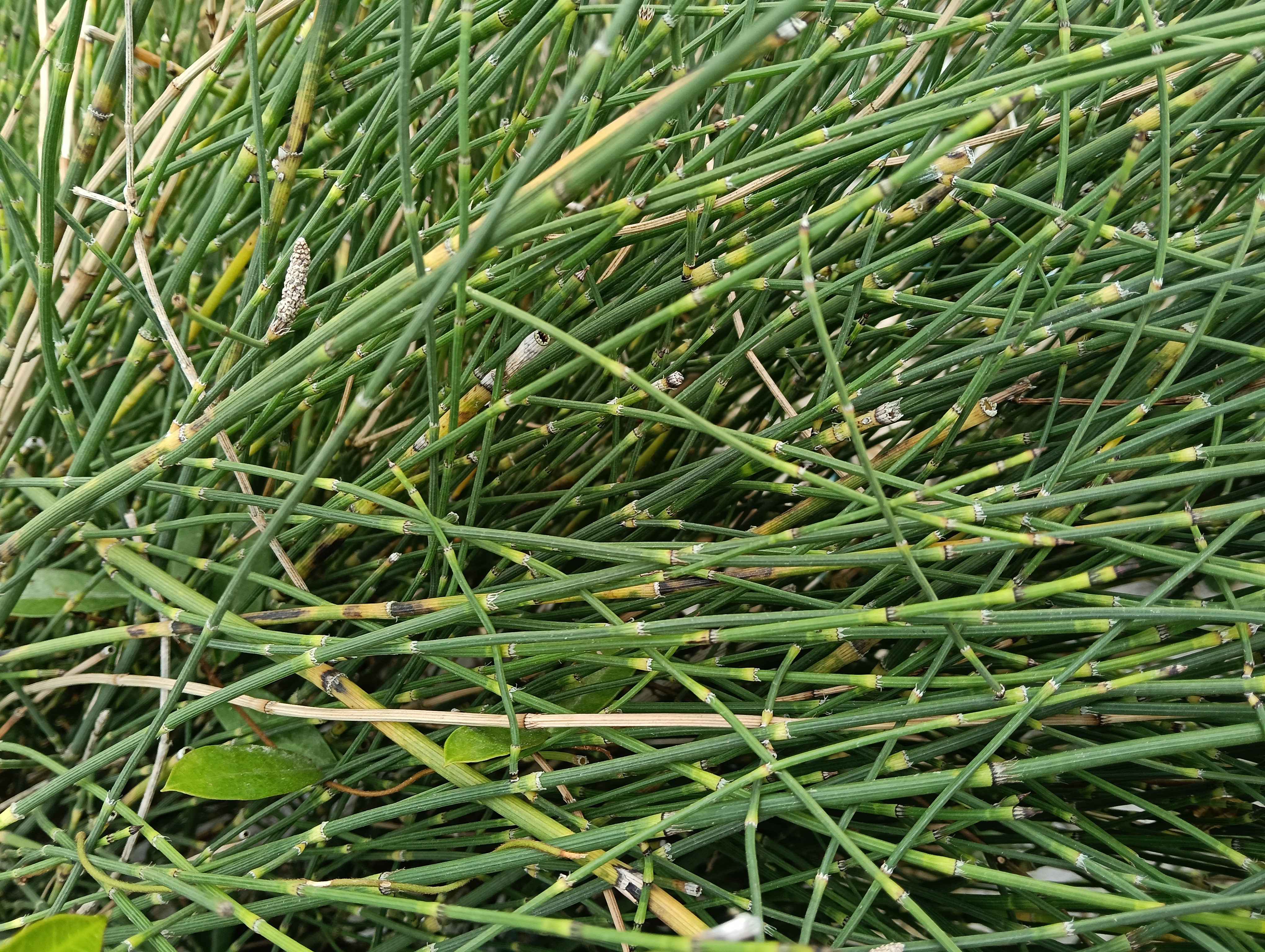 节节草,是木贼科木贼属的一种中小型蕨类植物#动态