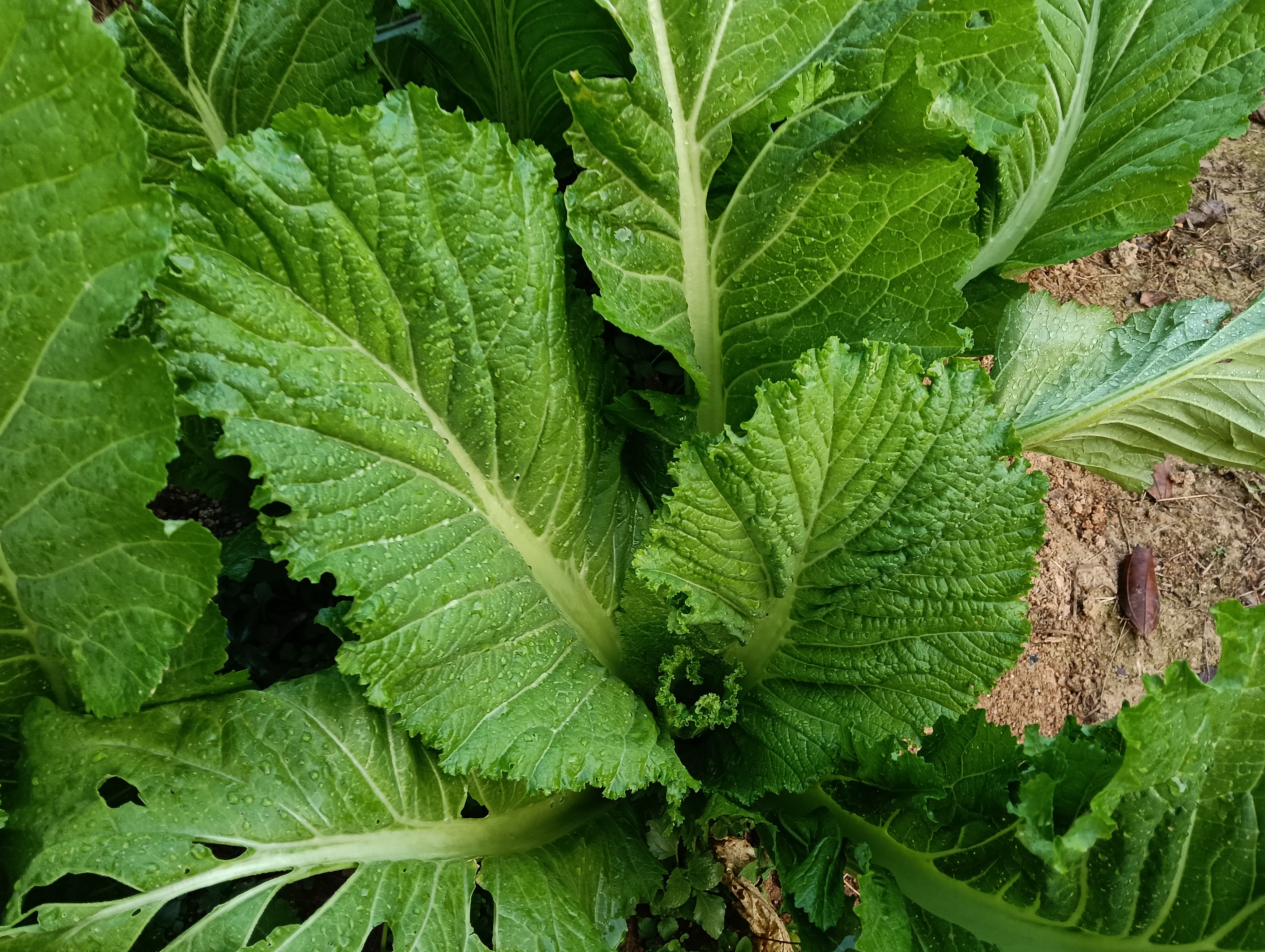 白菜,又名小白菜,大白菜,菘等,是十字花科芸薹属蔓菁的一个变种植物