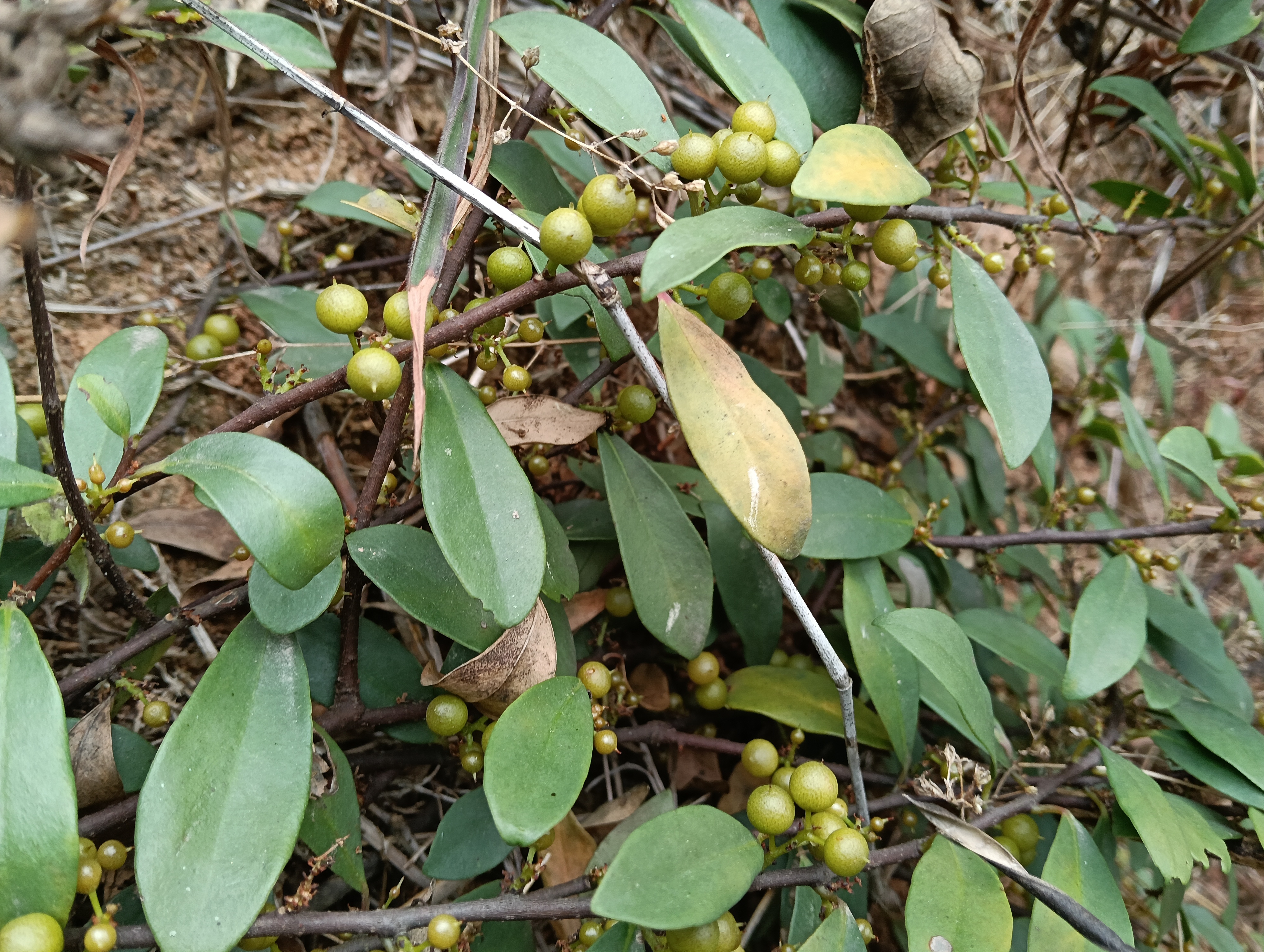 野生酸藤子,是一种生长在亚热带和热带地区的野生植物果实