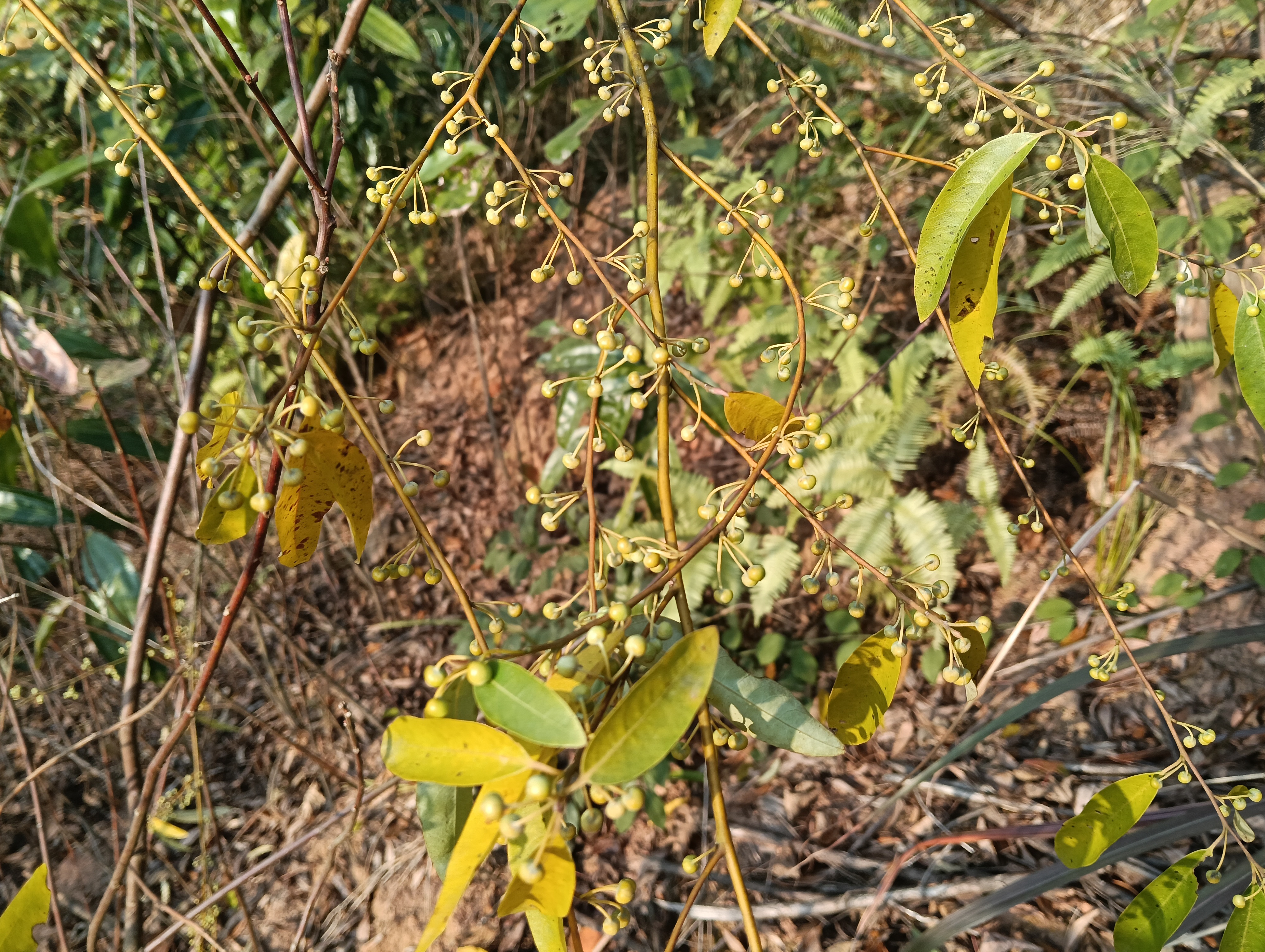 山鸡椒,樟科木姜子属的多年生落叶灌木或小乔木植物,小枝细长,绿色