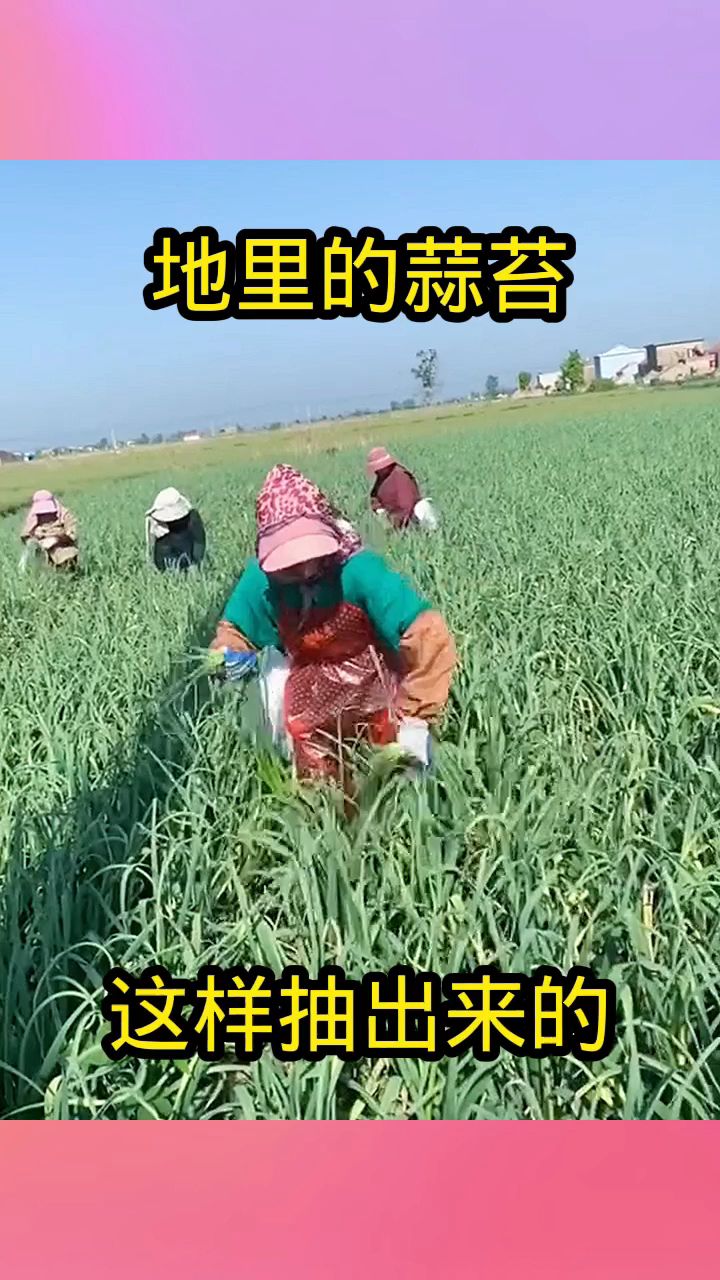 地里的蒜苔,这样抽出来的!